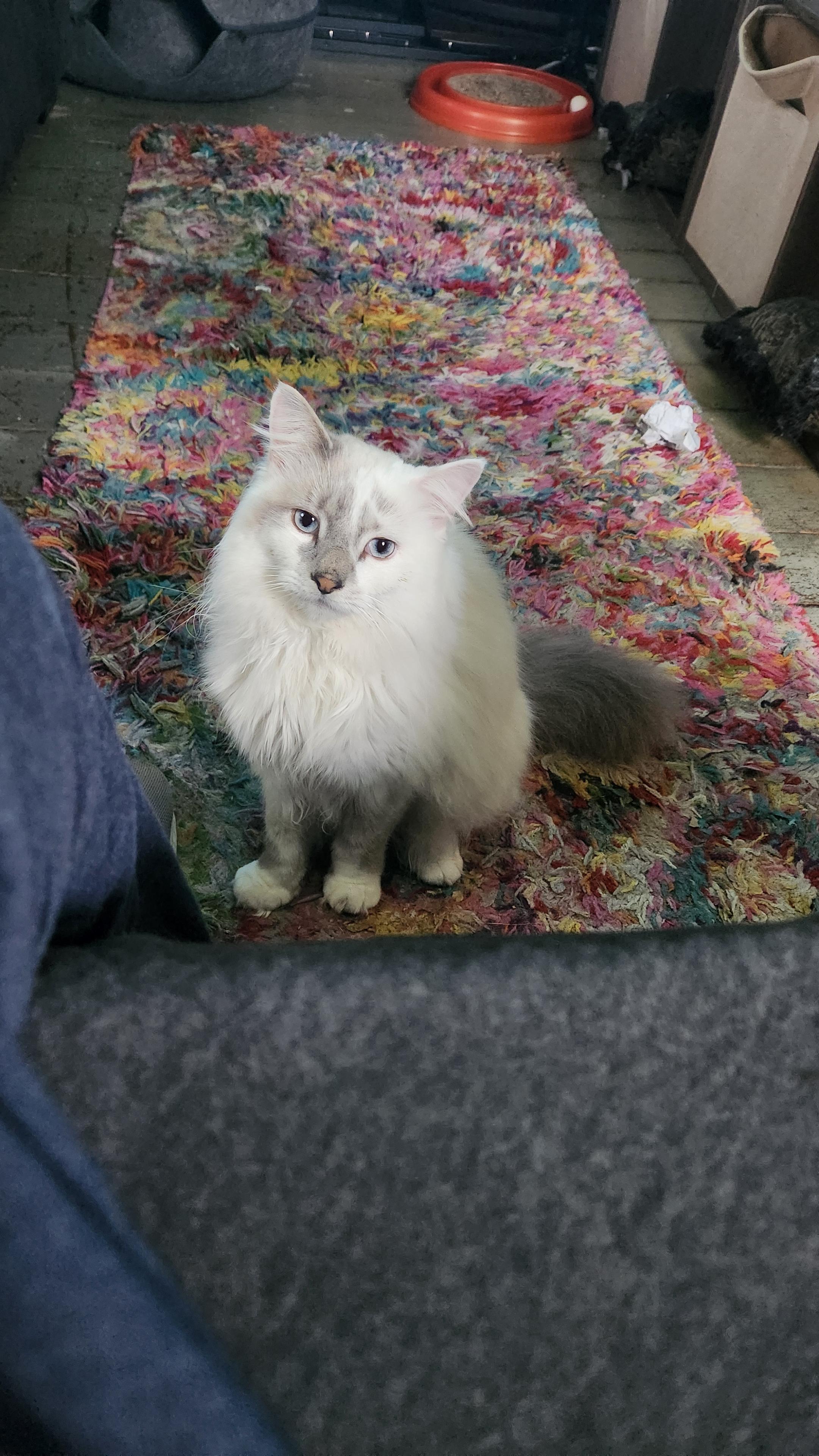 Ghost, a long-haired cream-colored cat with a smoky mask and tail, is staring at the viewer intently.