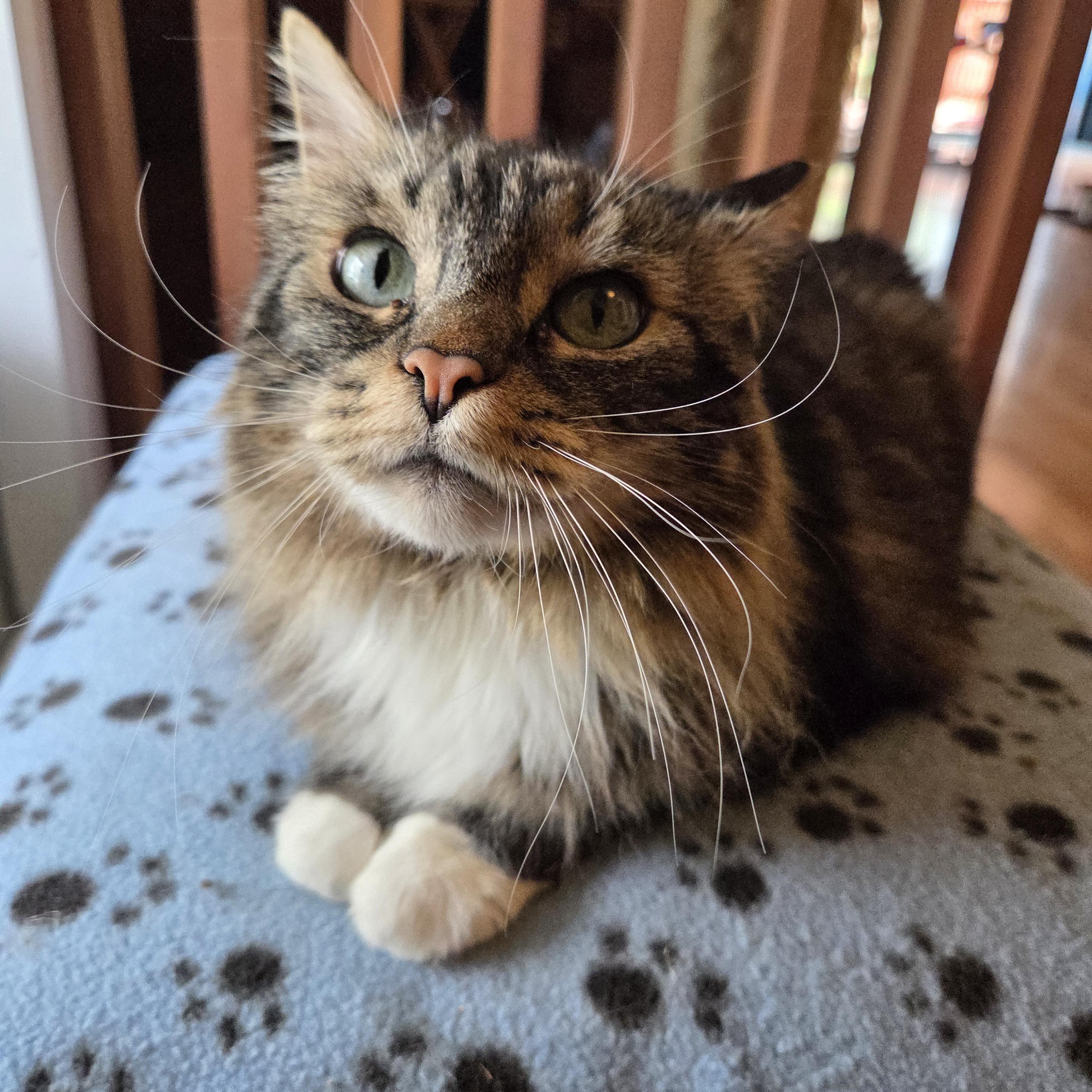Ozzy is a fluffy brown tabby with a white chest, white front paws, green eyes, and coral nose. He has long white whiskers that curl around his face. He lies on a blue blanket covered with black pawprints and looks slightly upward toward the camera with an inquisitive expression.