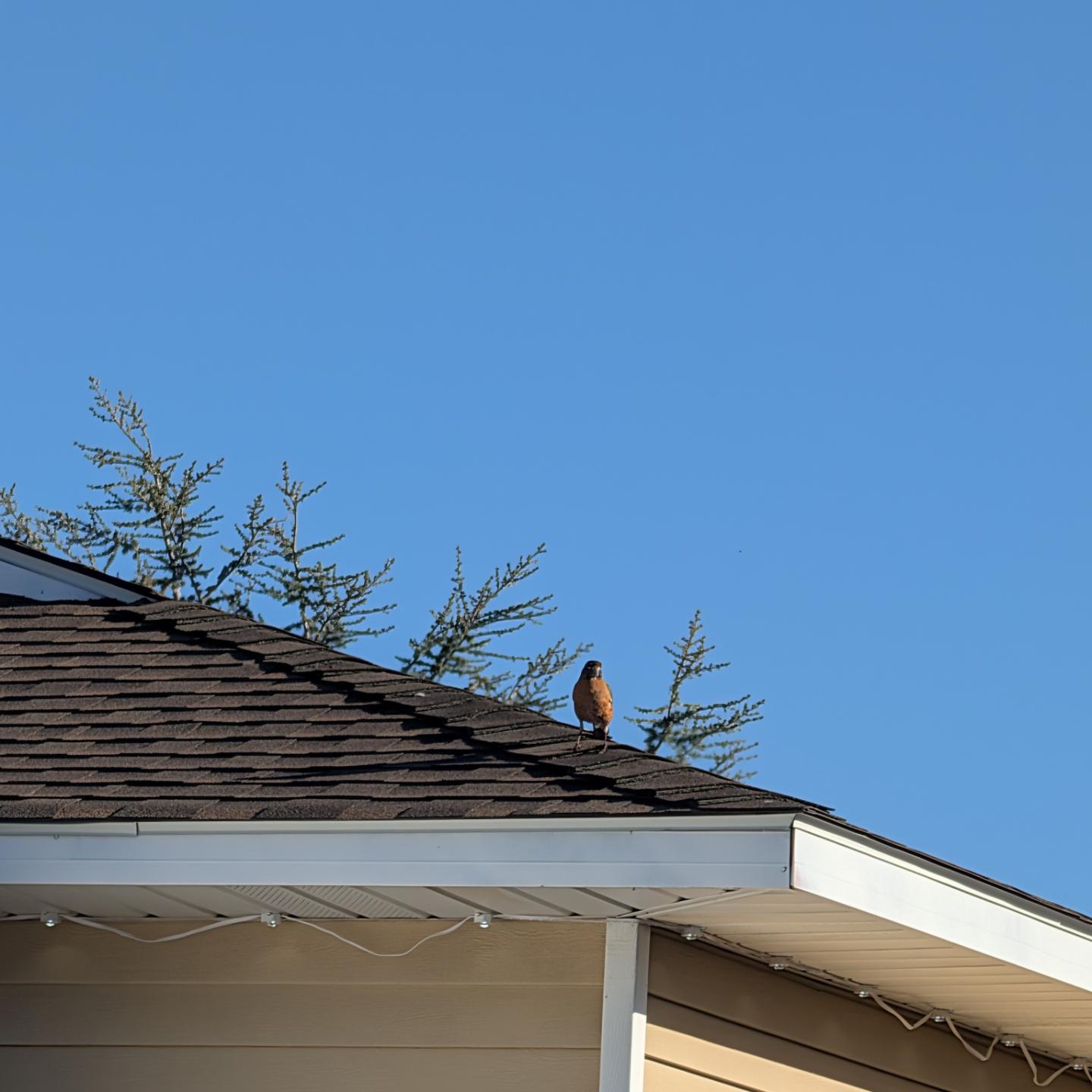 Square cropped photo of the roof of a neighboring single story home, with a robin perched on a corner ridge of the roof, looking directly at the camera. The home has standard pale beige siding, with white gutters. The roof peak is about the middle height of the photo on the left edge, angling down to the right bottom. There are dark brown shingles covering the roof, with permanent holiday lights installed under the eaves. The tips of an evergreen tree show just above the roof line, with a bright blue, clear, late afternoon sky above.