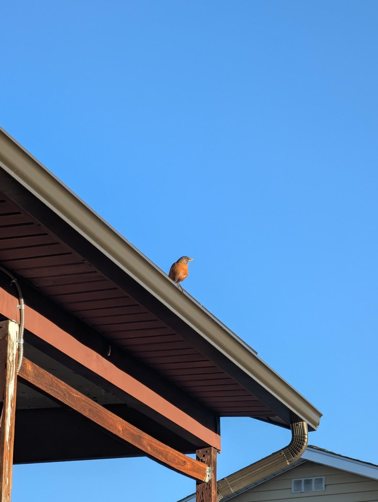 Photo taken in portrait orientation of a robin on the gutters of our carport.  Presumably the same Robin from this first 2 photos in the thread.

The dark brown gutters, over the brown painted wood framing the carport are in the near foreground, with a white RV in front of the neighboring yellow beige-sided home behind the carport. A clear, bright blue sky in the background takes up at least half of the photo, including behind the structure framing.

This time, the robin's beak is pointed to the right of the frame, and if you zoom in, you can see the bird's right eye looking at the camera, with their orange-red breast facing almost directly to the lens.