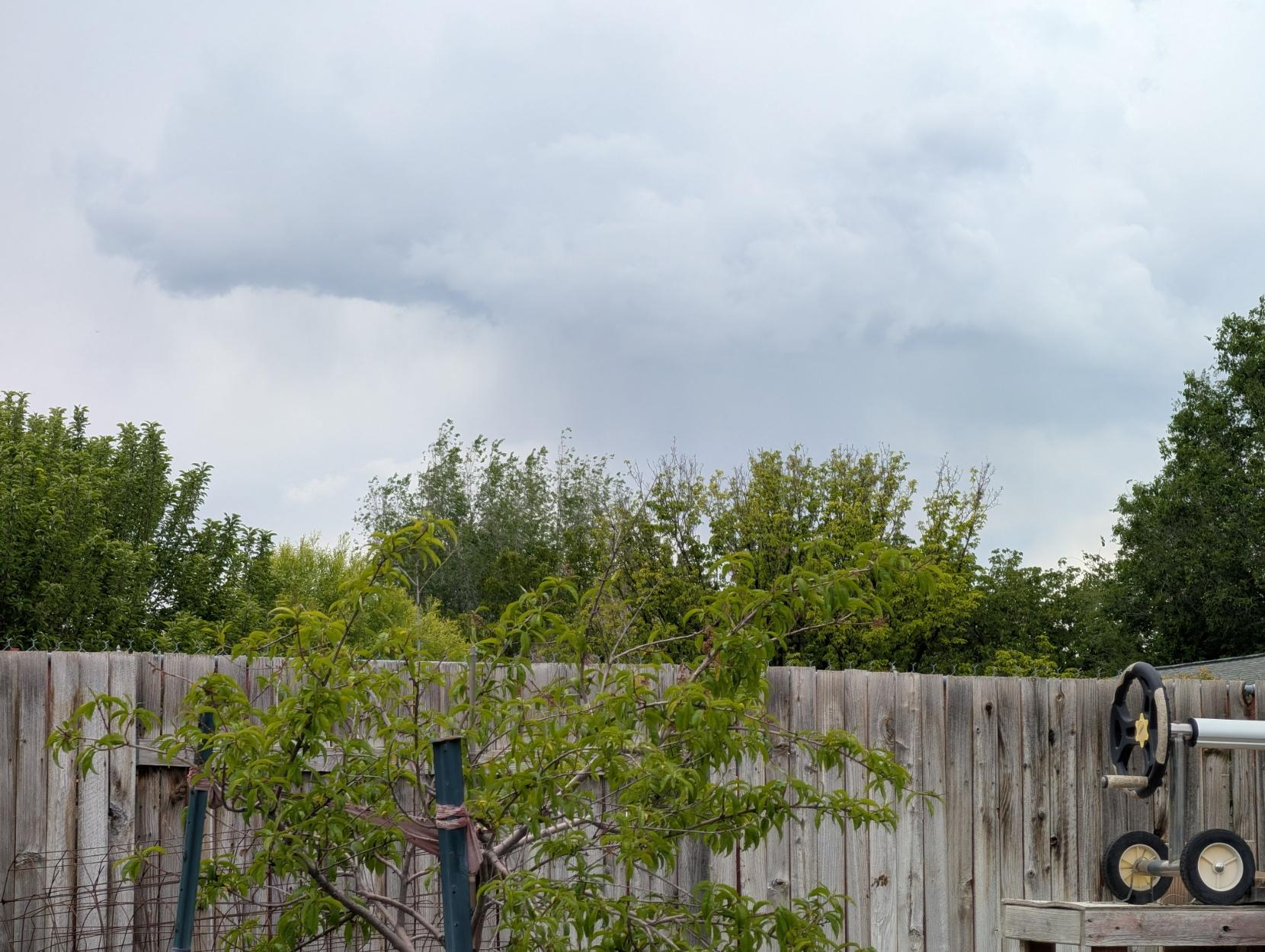 Landscape orientation photo, with an aging 6' fence made of vertical wooden slats covering the bottom third of the frame. A small green peach tree stands in front, about as tall as the fence is. The left edge of an aluminum pool cover roller is seen coming from the right. Many different types of very green trees are also seen past the fence, with a cloudy sky taking up the top half of the frame. The clouds are fluffy and white, with medium grey shadows giving them nice texture. Right in the middle, just above the tops of the trees, the grey clouds have opened up, giving life sustaining water to our city in the desert. West Jordan, Utah.
