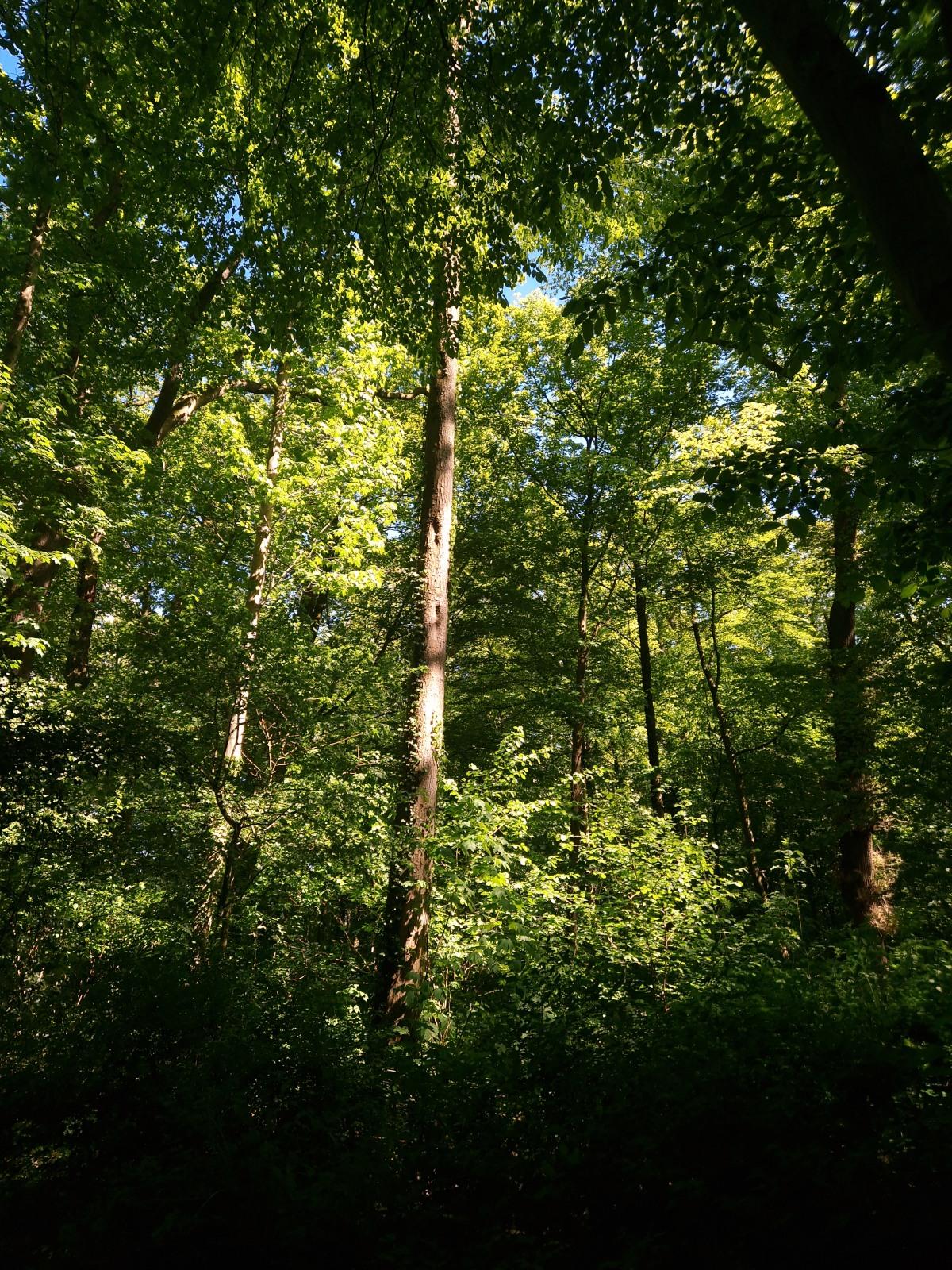 trees going high up