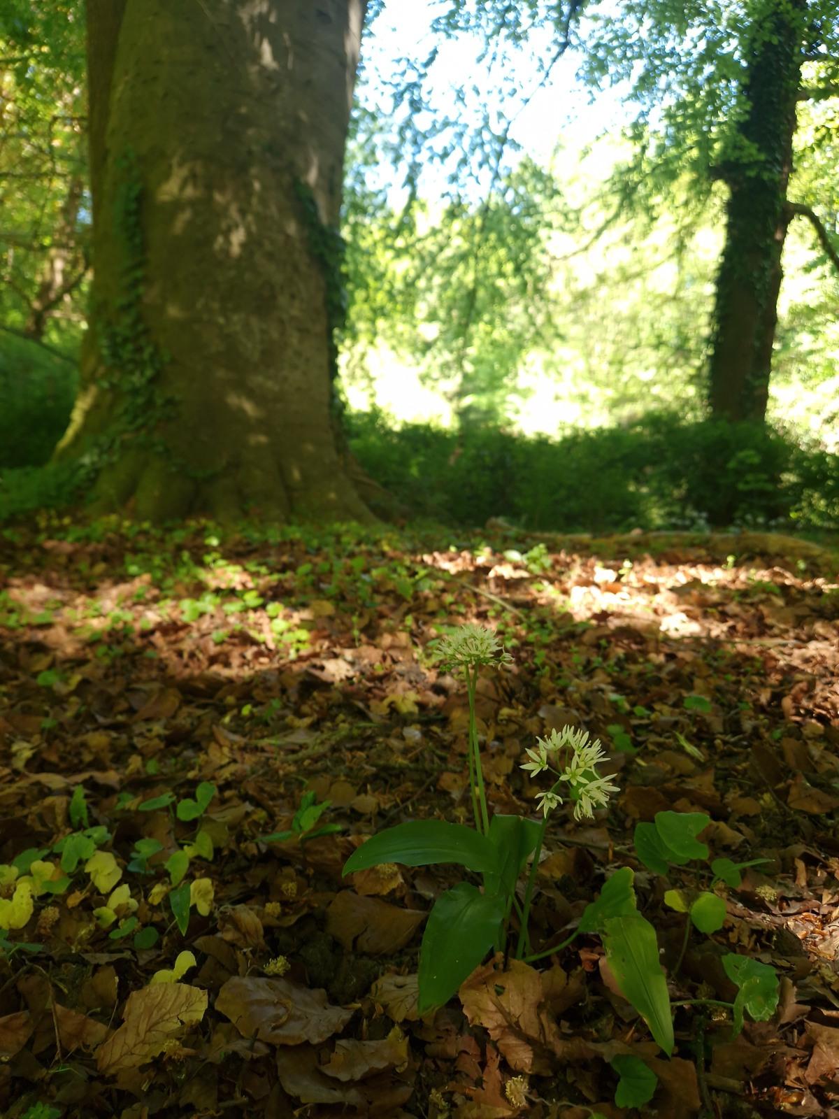 smol white flowery thing in foreground; fat tree in blurry background