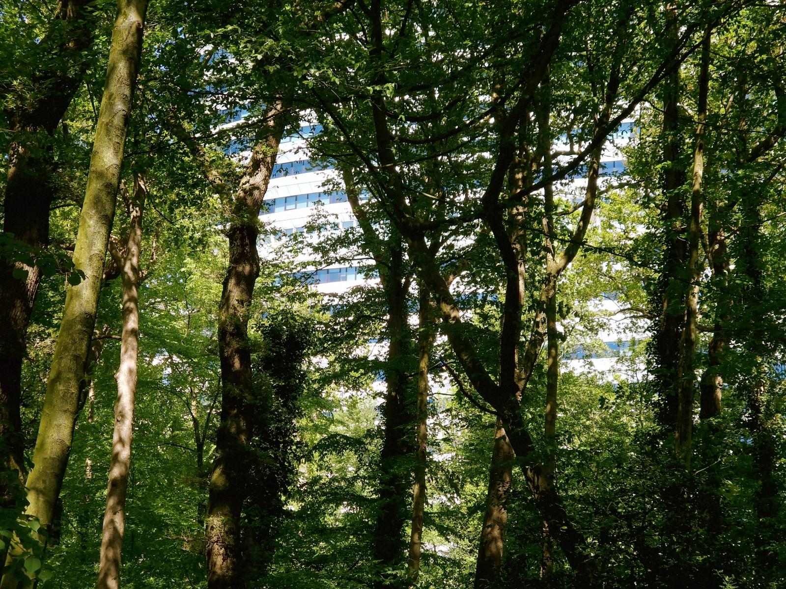 trees on foreground, but the background where you expect sky, is actually big building