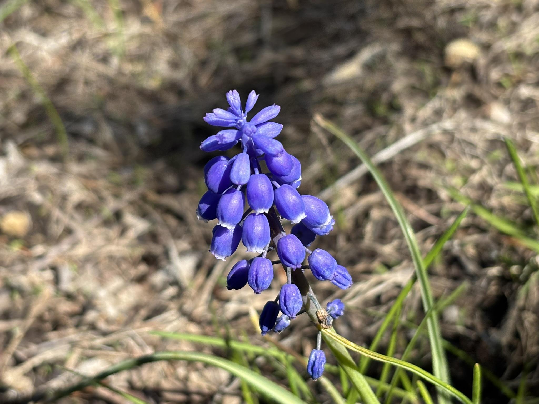 A purple flower with closed blooms with a background of dried grass.