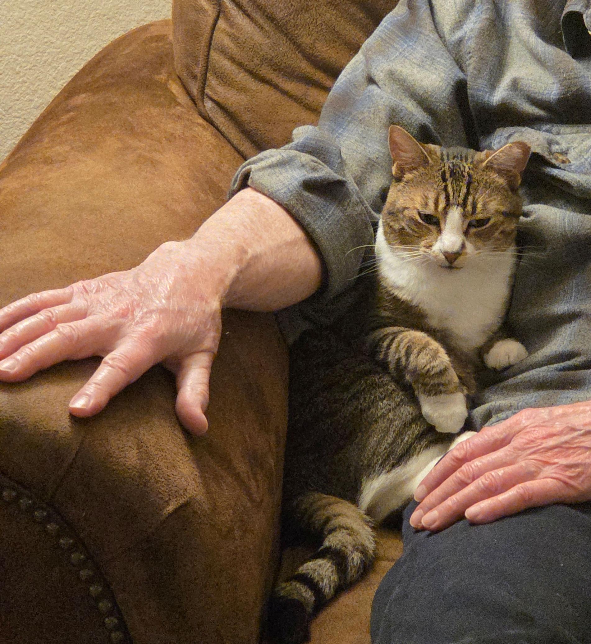 Tilly is a small brown tabby with a white chest, white nose blaze, and white paws. She’s partially sitting up, snug inside a White man’s right armpit with her right front paw slightly raised in a coquettish manner. He wears a blue and green plaid shirt. His left hand rests on his leg in the foreground. His right arm and hand rests on the arm of the brown leather armchair in which he is sitting.