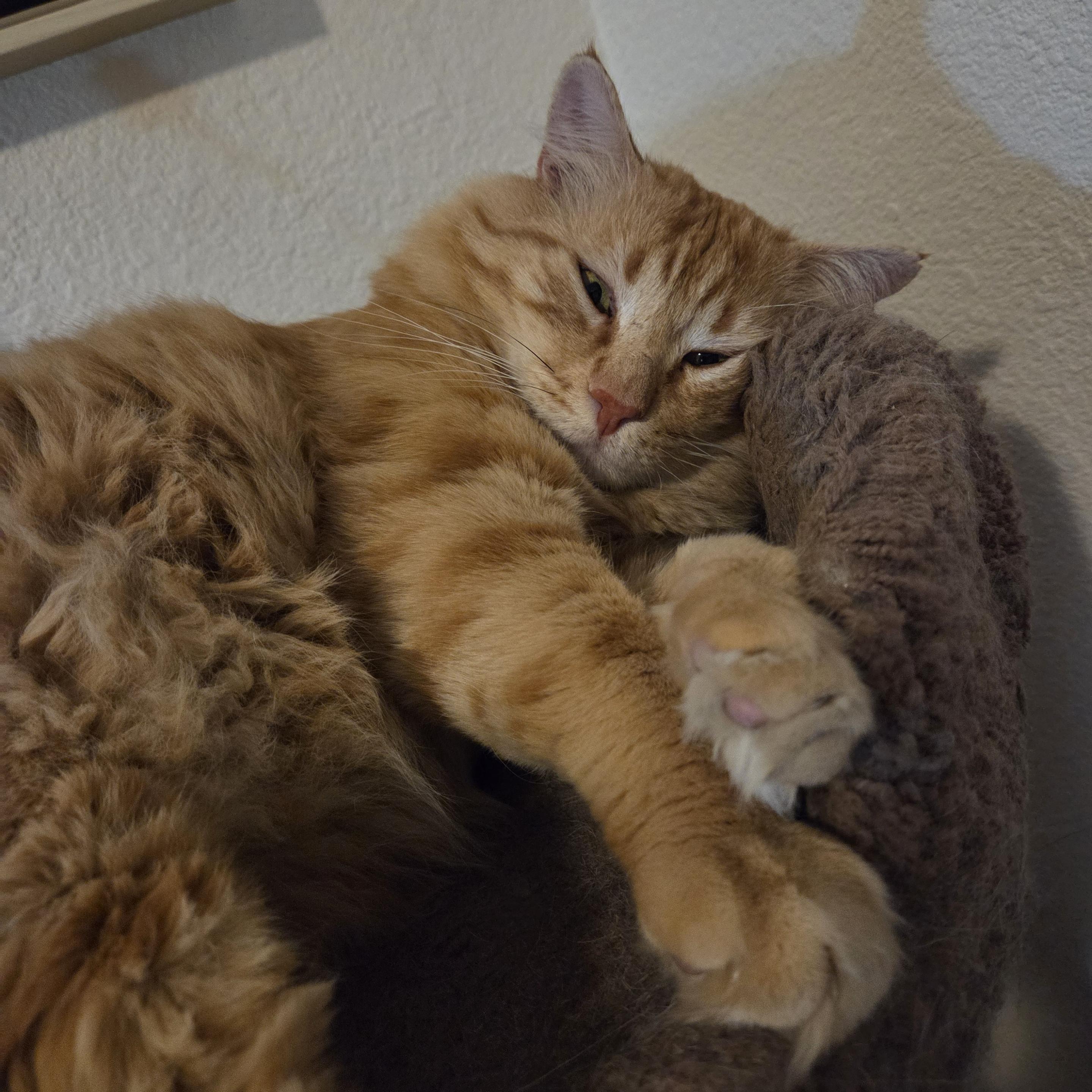 Obie is a fluffy orange tabby with yellow eyes and pink nose. He rests on his left side, his head against the rim of the bed in the cat tree, his front paws out in front with orange tufts of fur between his toes and a hint of pink toe beans. His eyes are barely open, having been disturbed by the annoying paparazzi.