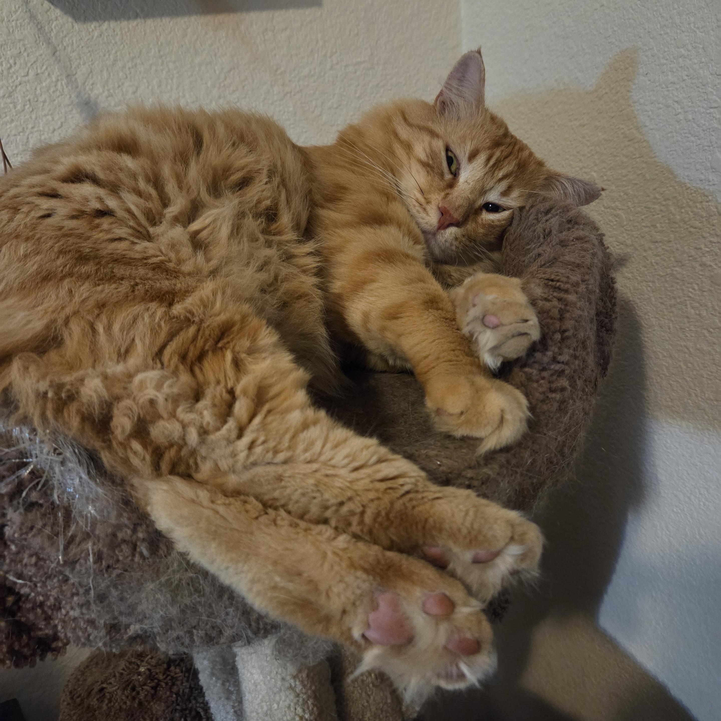 Obie is a fluffy orange tabby with yellow eyes and pink nose. He rests on his left side, his head against the rim of the bed in the cat tree, his front paws out in front  and his hind legs are in the foreground, with orange tufts of fur between his toes and pink toe beans on display. His eyes are barely open, having been disturbed by the annoying paparazzi.