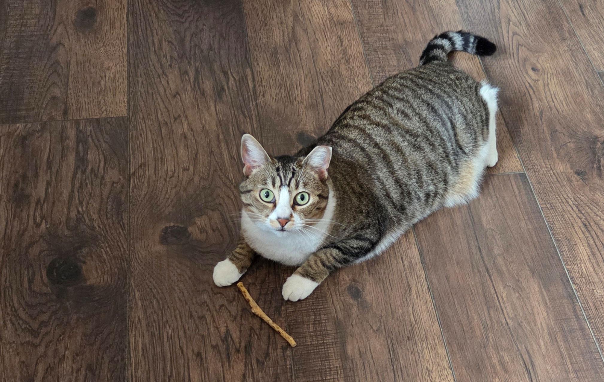 Tilly is a brown tabby with white chest, white blaze in the middle of her face, and white paws. She has green eyes and her left ear is tipped. She lies on a hardwood floor with a silvervine stick in front of her. She looks up alertly at the camera.