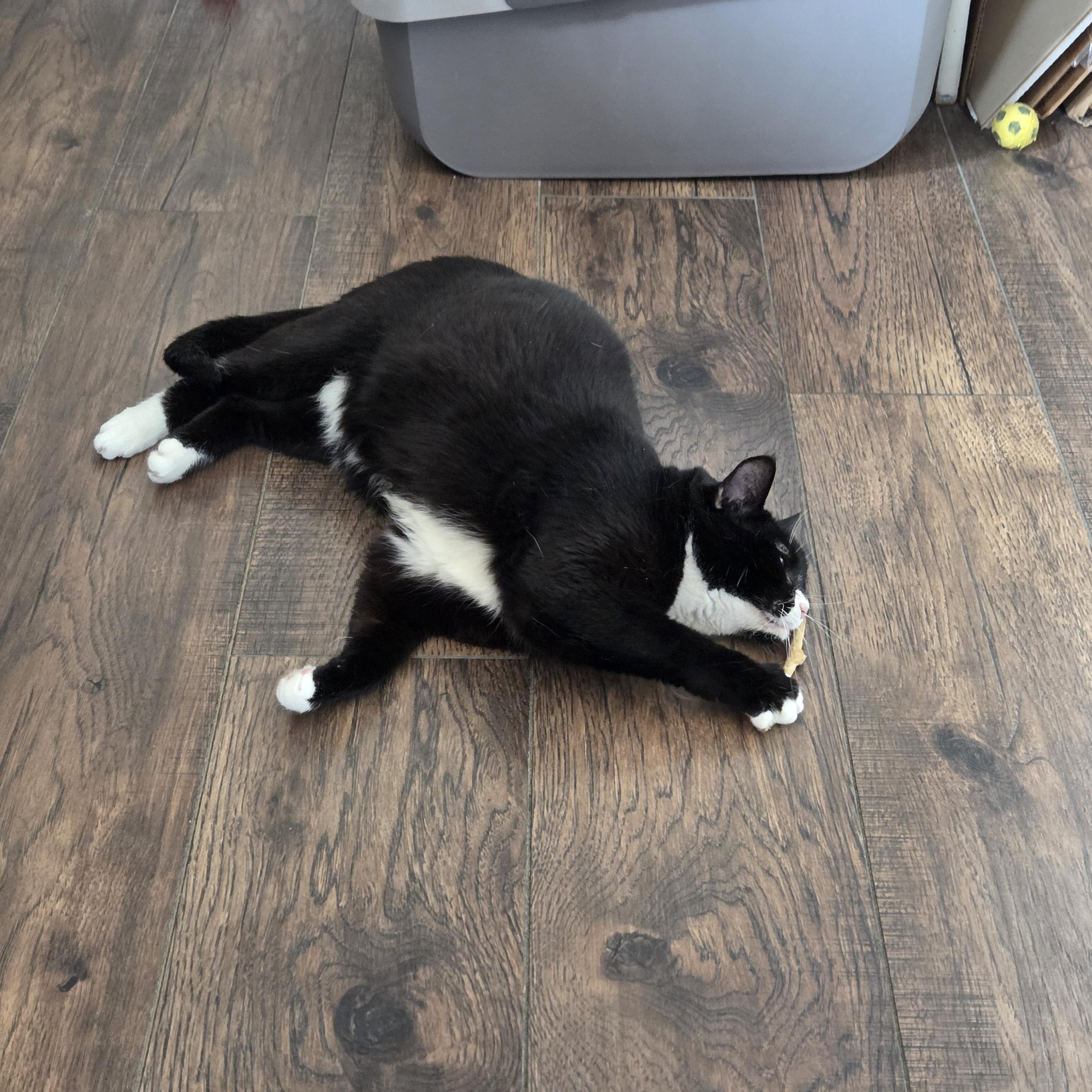 Tuxita is a black and white tuxedo cat. She lies on her left side on a hardwood floor holding a silvervine stick with her left front paw stretched up to her face where she nuzzles the stick.