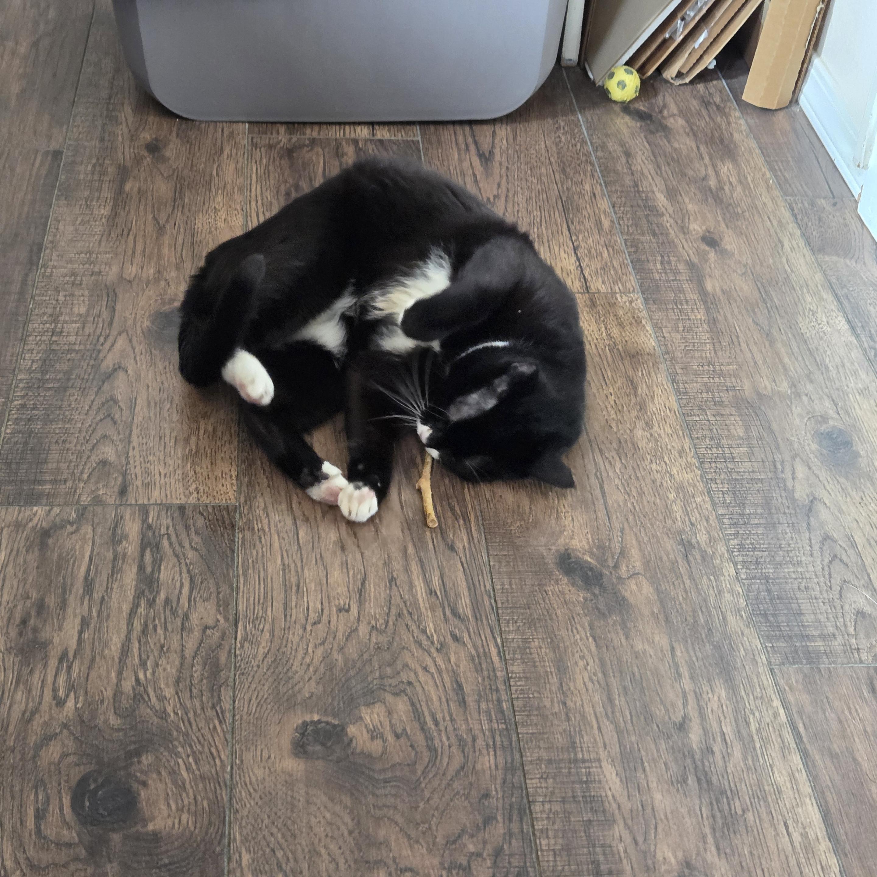 Tuxita is a black and white tuxedo cat. She’s rolling around on her left side on a hardwood floor while rubbing her face against silvervine stick.