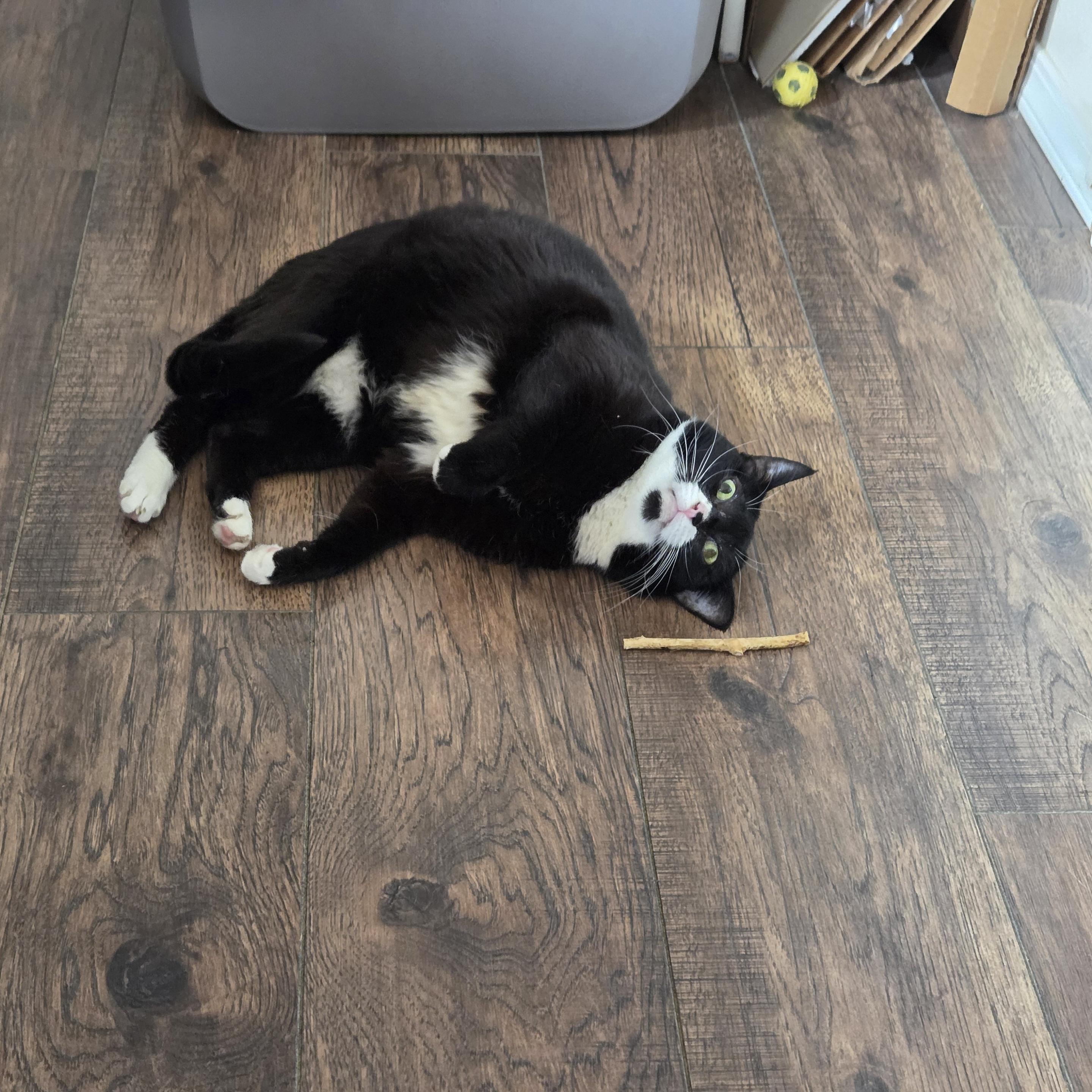 Tuxita is a black and white tuxedo cat with green eyes and black spot under her chin. She lies on her left side on a hardwood floor, big green eyes looking upward, with the silvervine stick lying next to her.
