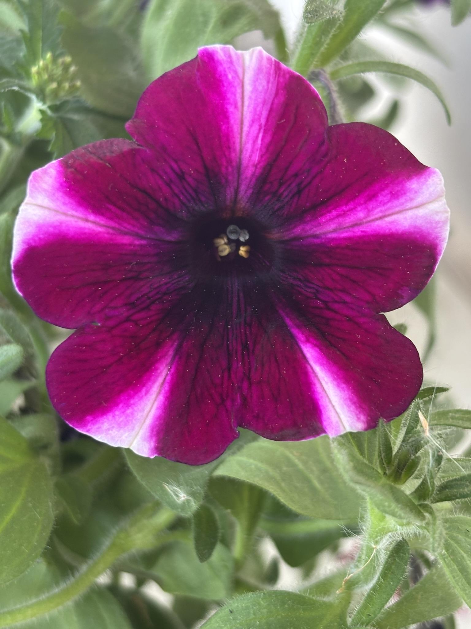 A reddish violet flower with bright streaks in the middle of each of its petals coming from a dark center.