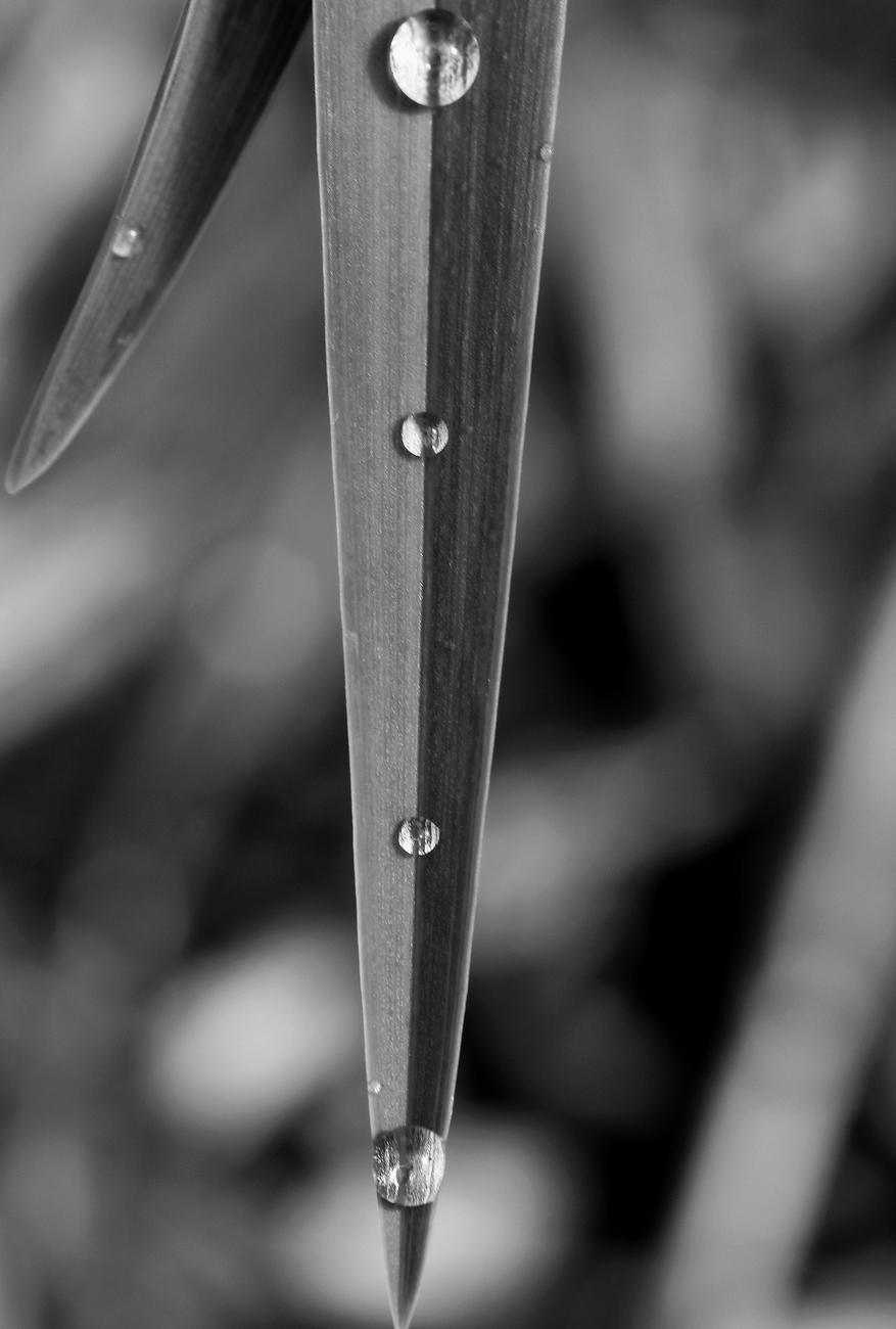 Black and white macro photograph of four round raindrops aligned vertically and equidistant on the central vein of the tip of an elongated leaf.

Photographie macro en noir et blanc de quatre gouttes de pluie bien ronde et alignées à la verticale et à égale distance, sur la nervure centrale de la pointe d'une feuille allongée.