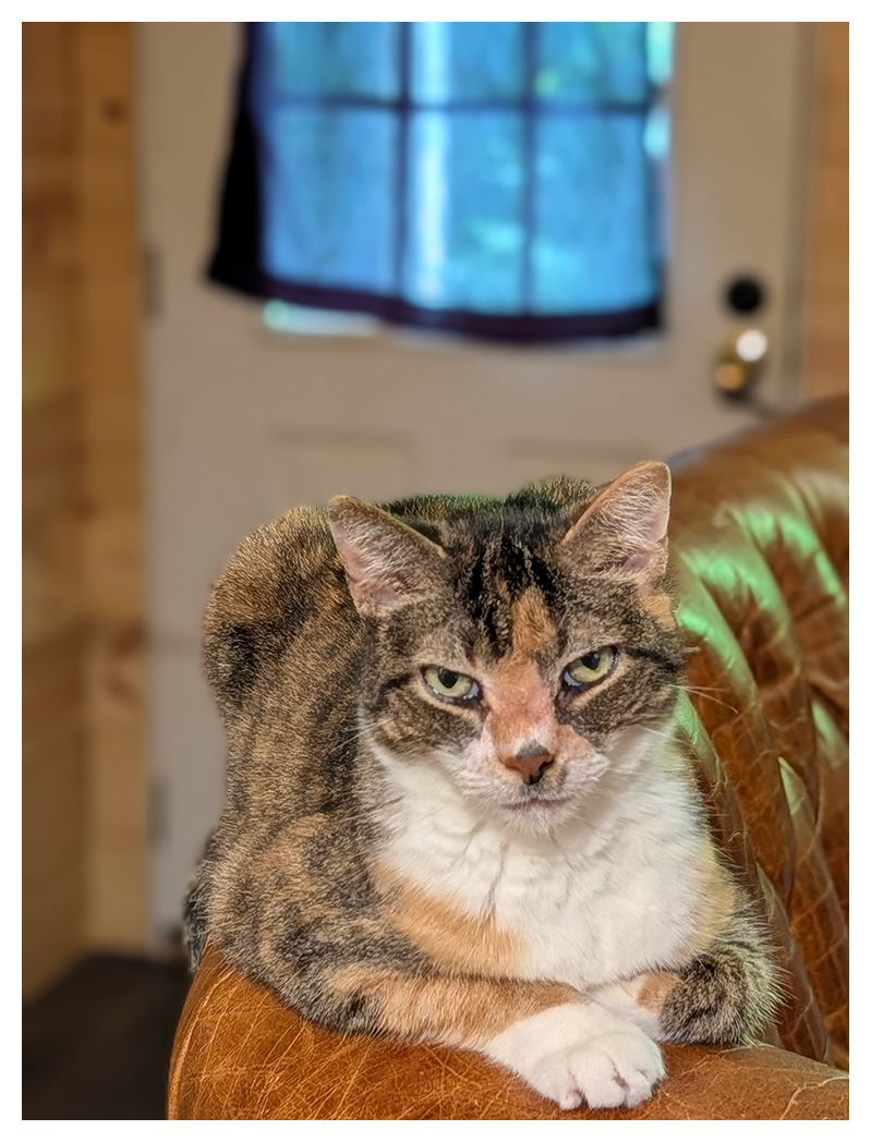 a calico cat with white markings and green eyes lounges on the armrest of a tan leather couch, looking directly at the camera with a relaxed but serious expression. a white door and window with a dark curtain are blurred in the background.