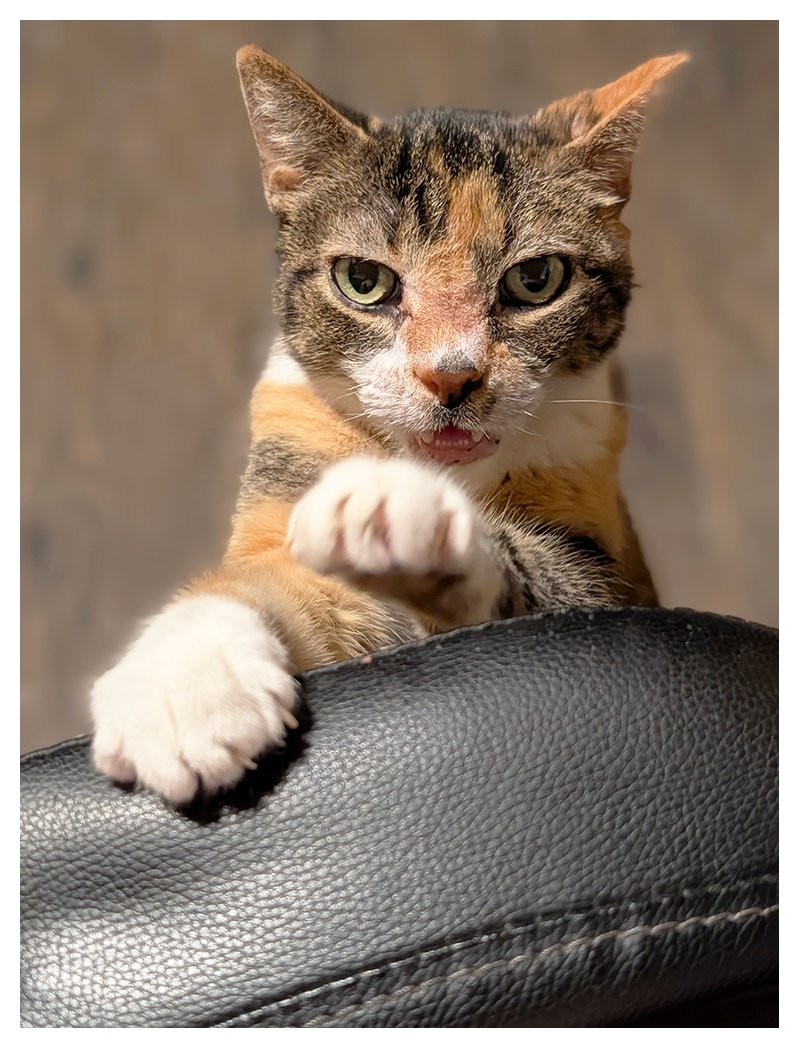 hggh angle close-up of a calico cat with white markings and green eyes making contact. charlene is standing on the wood-patterned floor, reaching onto the arm of my black vinyl desk chair, mouth open slightly with teeth and tongue visible.