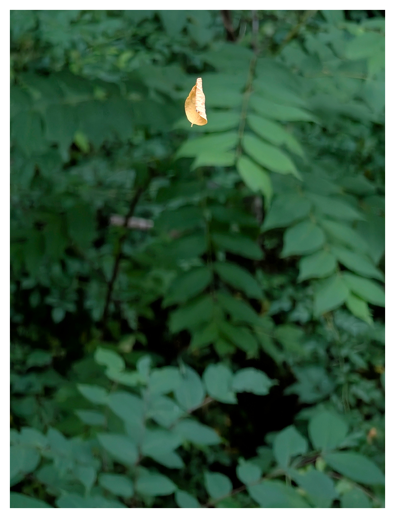 dusk. a single, curled gold willow leaf is suspended, by an invisible spider web, above thick green forest underbrush.