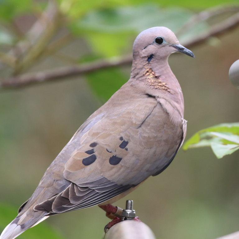 An Eared Dove perched on a large piece of wood and looking very gentle for the camera. It is about 9 inches long and weighs maybe 3-4 ounces. Its head is grey, it has an iridescent patch on the neck and its upper body is mostly an olive-brown color. It has black spots on its wings, a black line directly behind its eye and a bluish-black line below its ear coverts. It has dark eyes, a dark beak and dark pink legs.

Eared doves are monogamous and tend to mate for life.