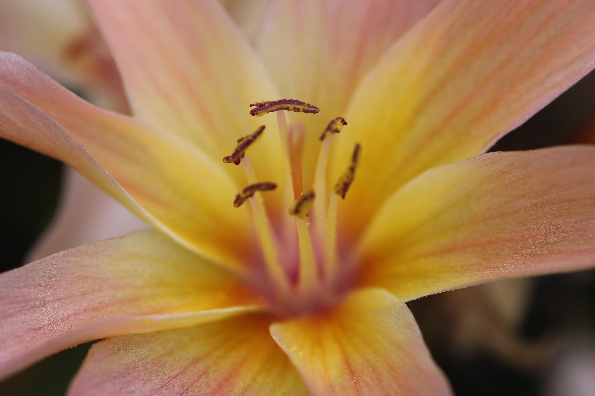 Macro photograph of a Lewisia flower, showing its eight salmon-colored petals at their tip going yellow towards the middle and red in the center, with eight yellow and brown stamens erect around the pink pistil.

Photographie macro d’une fleur de Lewisia, montrant ses huit pétales de couleur saumon à leur pointe allant au jaune vers le milieu et rouge au centre, avec huit étamines jaunes et brunes dressées autour du pistil rose.