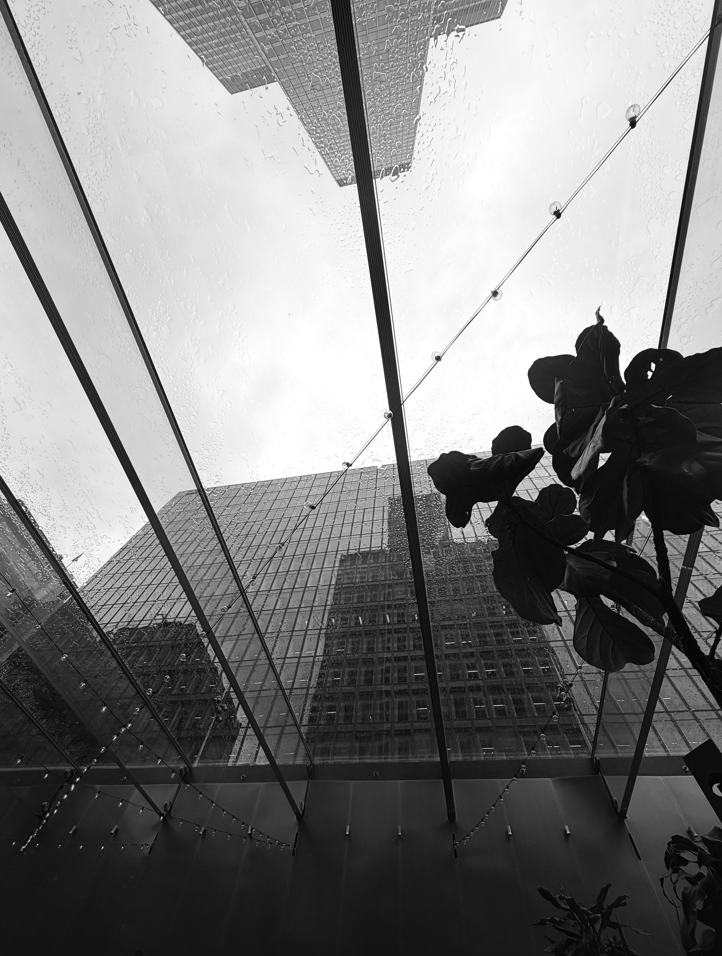 Black and white photograph of two tall buildings with rows of windows, facing each other and one reflecting the other, with the overcast sky in between, seen from below and through a glass ceiling, covered in raindrops and splashes. Inside, under the glass ceiling, are hung wires of small lights. A huge green plant is in the right side of the photo.

Photographie en noir et blanc de deux grands bâtiments en béton avec des rangées de fenêtres, face à face et avec le ciel couvert entre les deux, vus d’en bas et à travers un plafond de verre, couvert de gouttes de pluie et d'éclaboussures. A l'intérieur, sous le plafond de verre sont accrochées des fils de petites lumières. Une énorme plante verte est dans le côté droit de la photo.