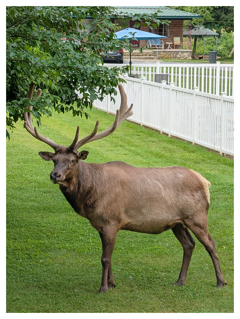 a large elk with antlers stands on green grass near a white fence around a pool. in the background there is a cabin with green metal roof. a tree branch hangs above the elk on the left side.