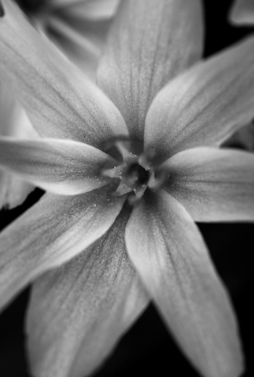 Black and white macro photograph of a lewisia flower with its star-shaped center and eight pointed petals around it, with darker veins.

Photographie macro en noir et blanc d’une fleur de lewisia avec son centre en étoile et ses huit pétales pointus autour, avec des veines plus foncées.