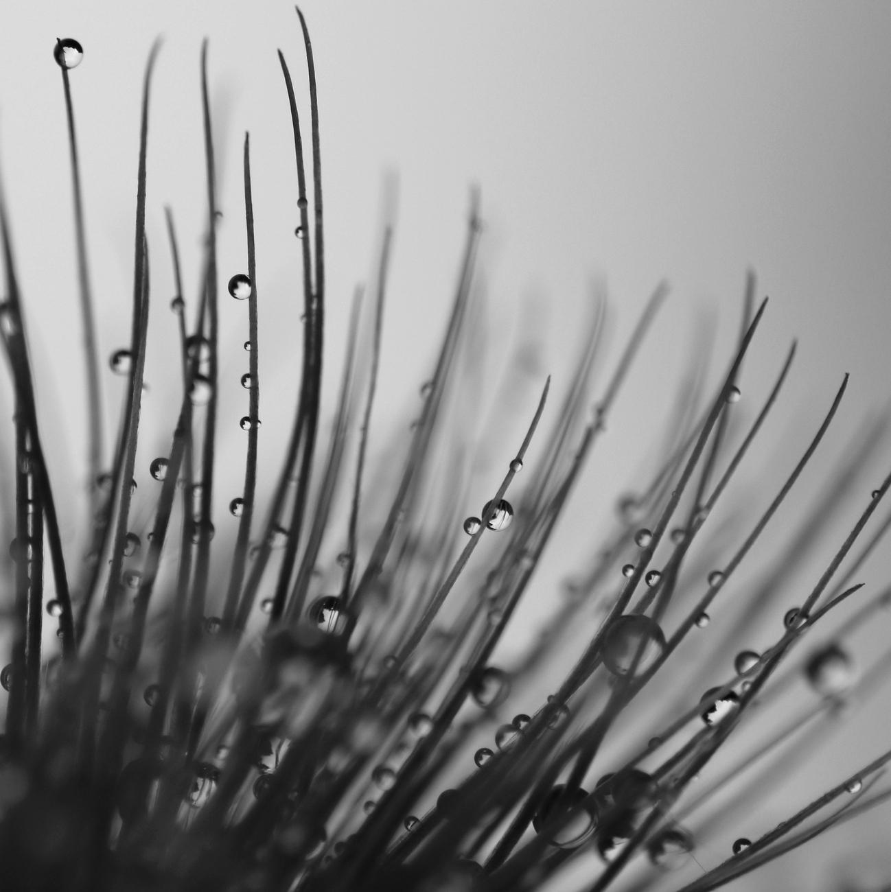 Black and white macro photograph of water drops in the long hairs covering a pulsatilla flower, backlit in front of a white background.

Photographie macro en noir et blanc de gouttes d'eau dans les longs poils couvrant une fleur de pulsatille, à contrejour devant un fond blanc.