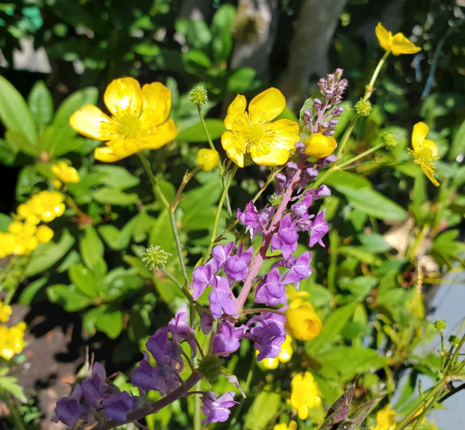 Close-up of bright yellow buttercups and a stalk of purple toadflax wildflowers in our front garden.