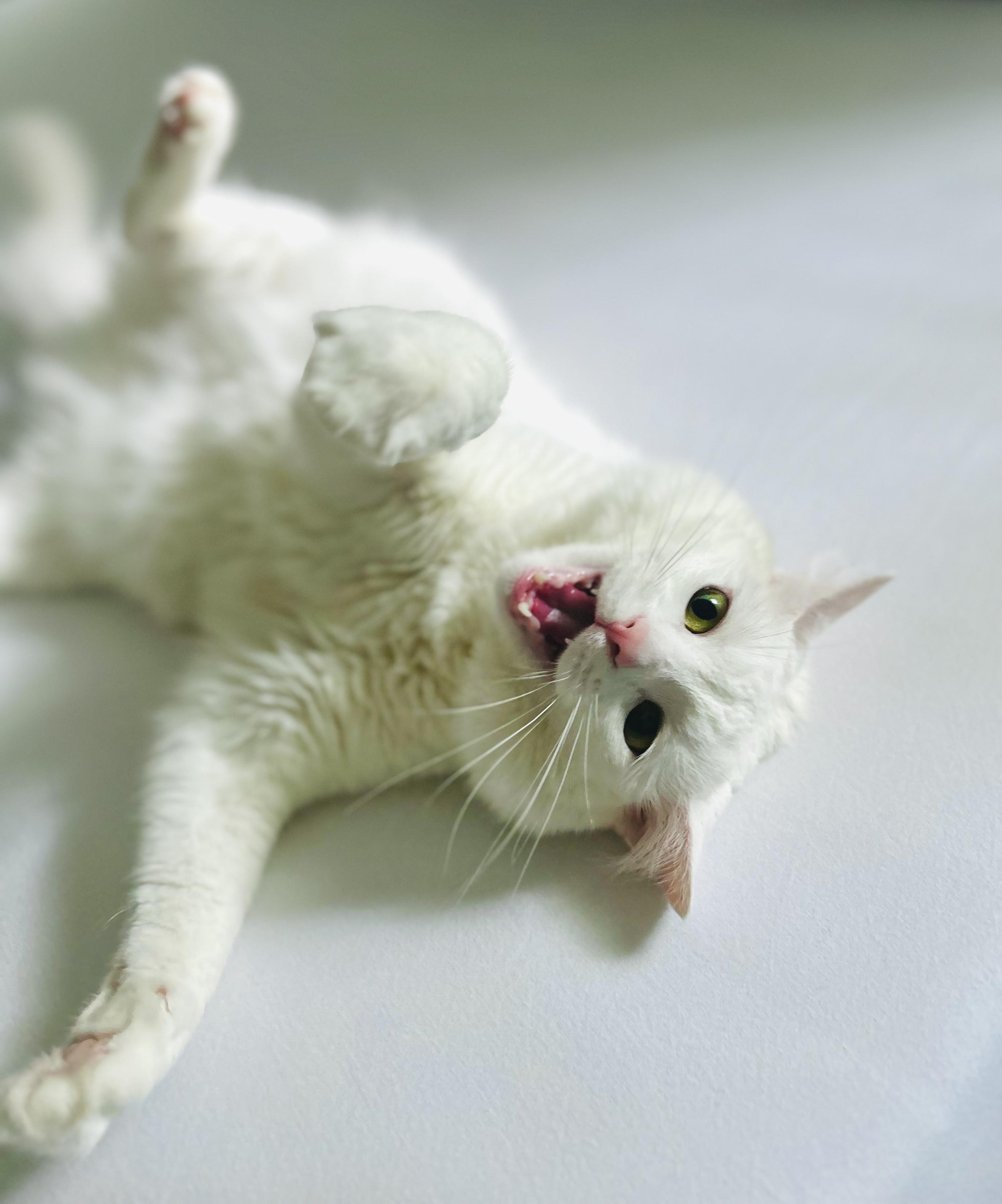 Blume, in her back, mouth open, motioning to the camera