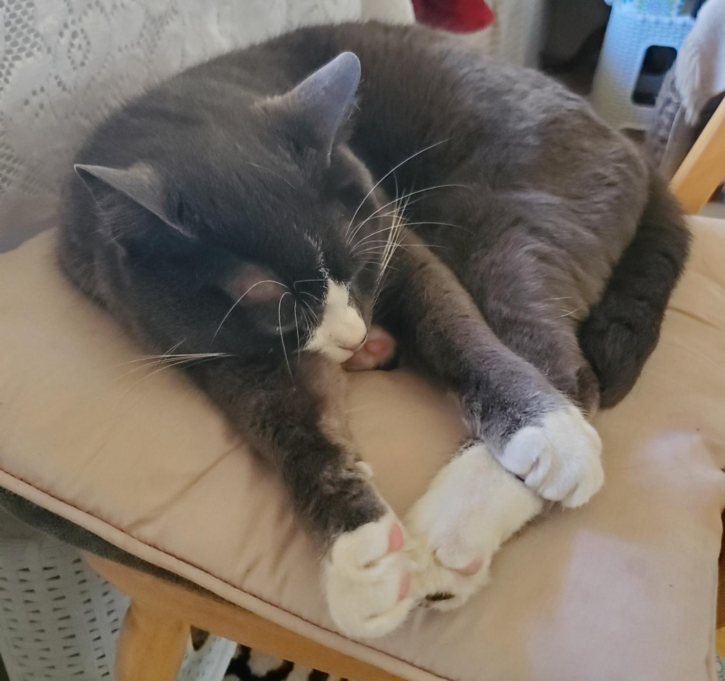 A grey and white tuxedo cat is curled up asleep on a light-colored cushion.