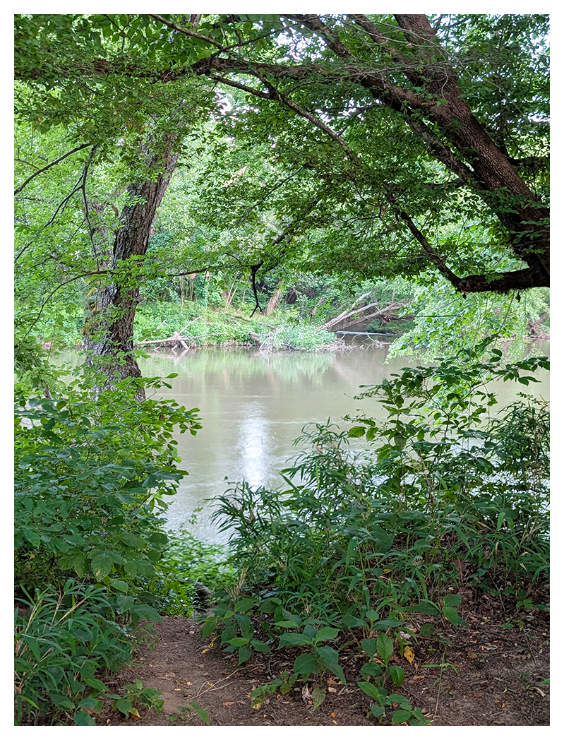 a calm river flows through a lush, green forest. tall leafy trees arch over the water, creating a canopy of shade. dense underbrush and shrubs frame the muddy riverbank in the foreground. Sunlight filters softly through the branches.