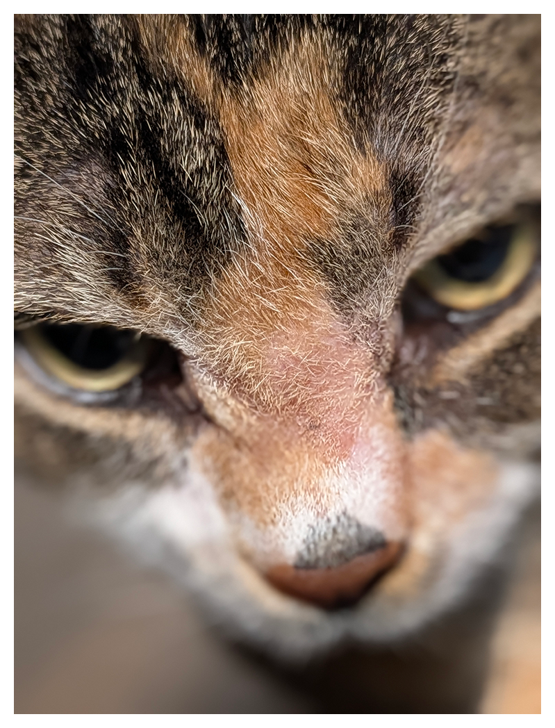 extreme close-up of a calico cat’s face, focusing on the forehead, nose, and eyes. cat has large, intense yellow-green eyes looking up and making contact.