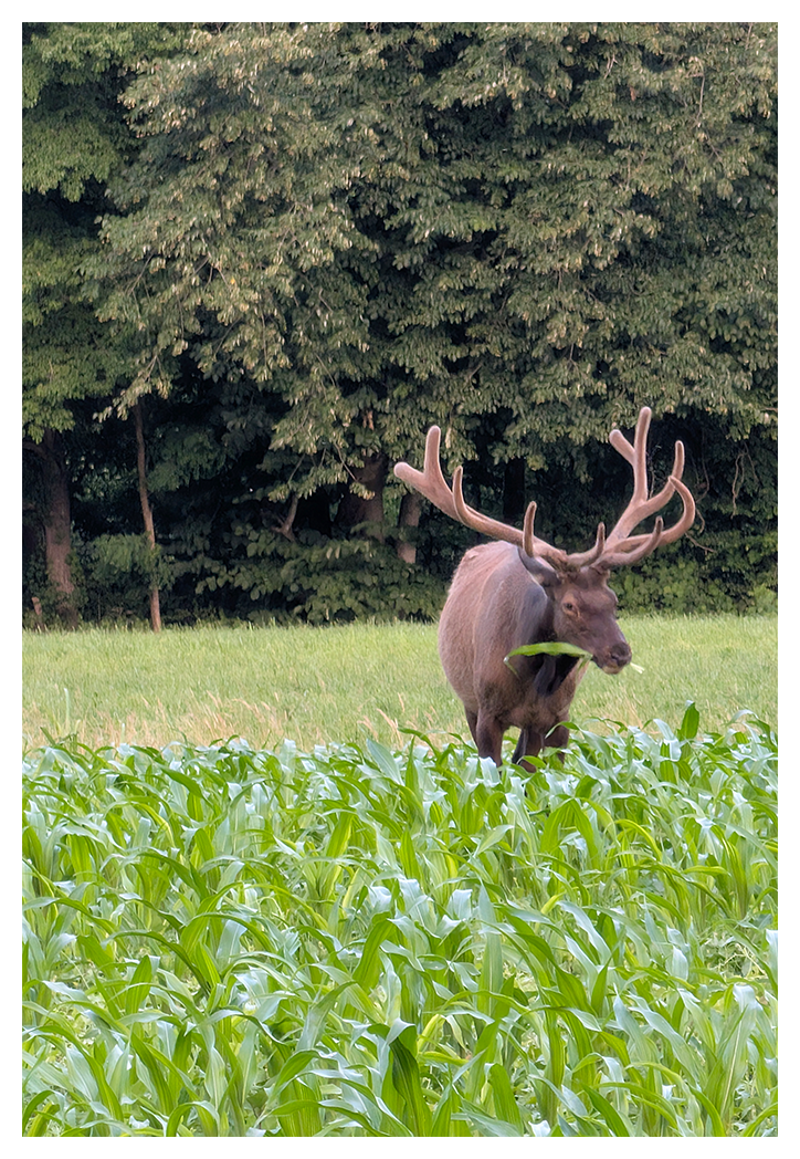 a large male elk with velvet-covered antlers stands in a field of young, green corn plants, holding a stalk in its mouth. a grassy field and lush trees fill the background.