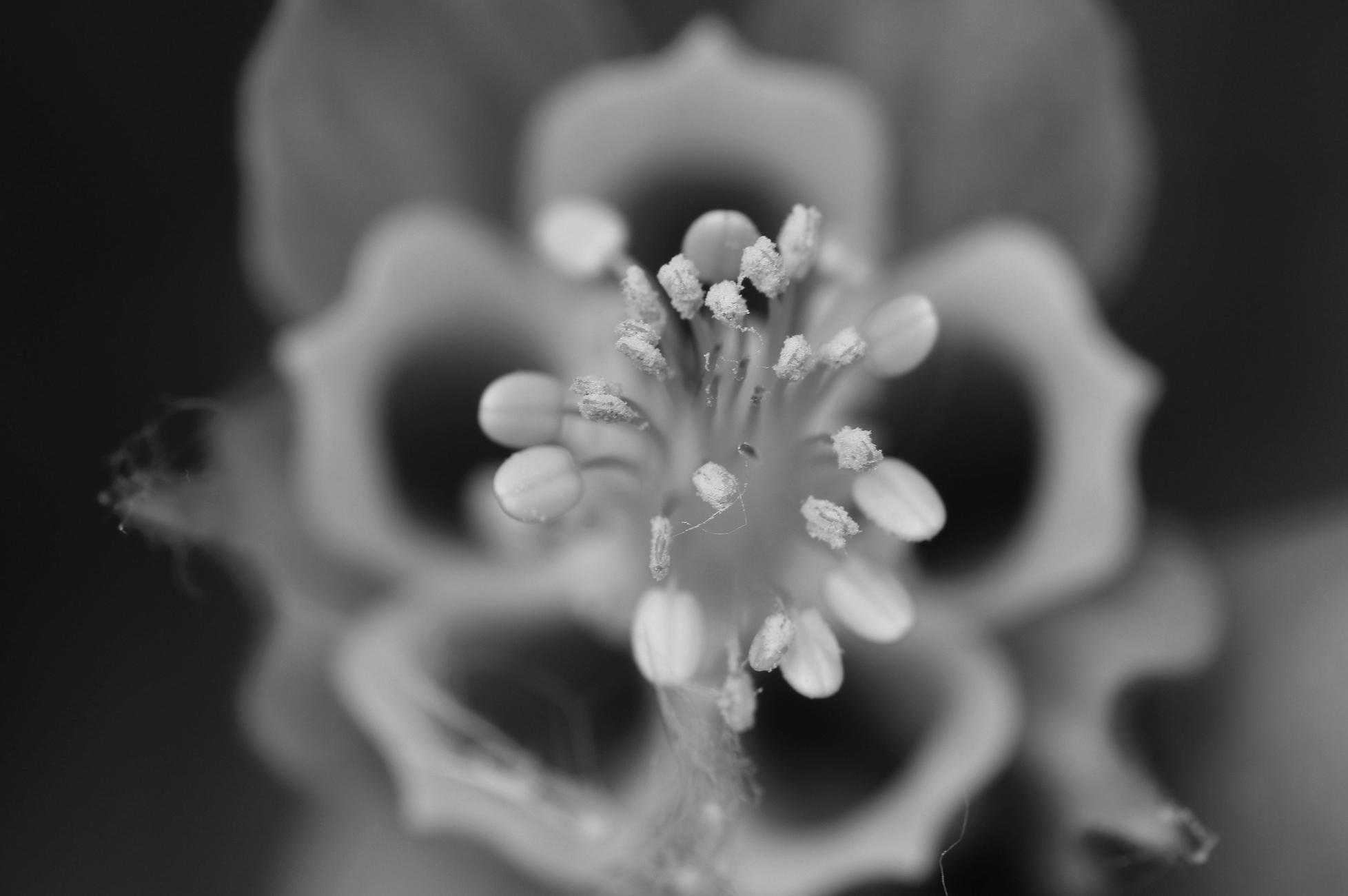 A black and white macro photograph of a Canadian columbine flower, focusing on its long stamens in the center, some of which are covered in pollen. Blurred in the background, the tubular petals of the corolla have a perfect flower shape, with five hollow, rounded petals ending in a point. Darker behind, the sepals encircle the corolla. Pollen from other plants nearby clings to the flower, like bits of cobwebs.

Photographie macro en noir et blanc d'une fleur d'ancolie du Canada, en mettant le focus sur ses longues étamines au centre dont certaines sont couvertes de pollen. Floues en arrière-plan, les pétales tubulaires de la corolle ont une forme de fleur parfaite, à cinq pétales creux, ronds et se terminant en pointe. Plus foncés derrière, les sépales entourent la corolle. Du pollen provenant d'autres plantes autour s'accrochent à la fleur, comme des débris de toiles d'araignées.