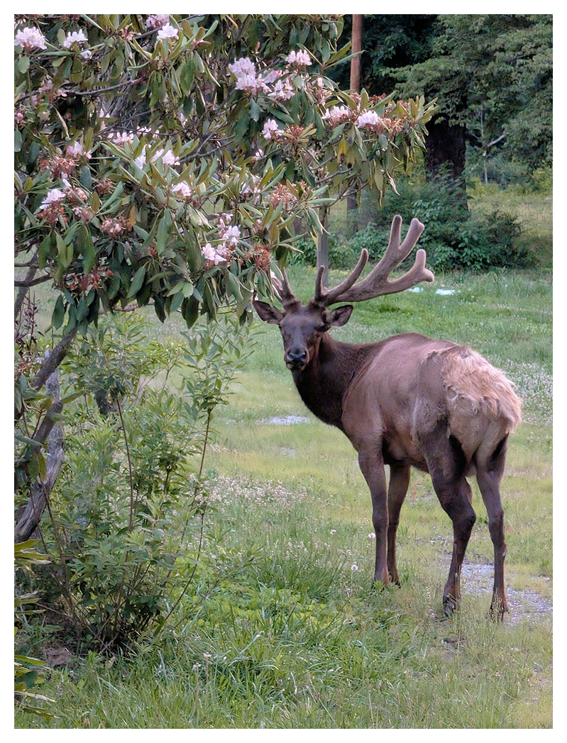 A large elk with velvet-covered antlers stands on green grass,  next to a leafy shrub with clusters of light pink flowers and a young sapling with green leaves. the background is grassy with trees.