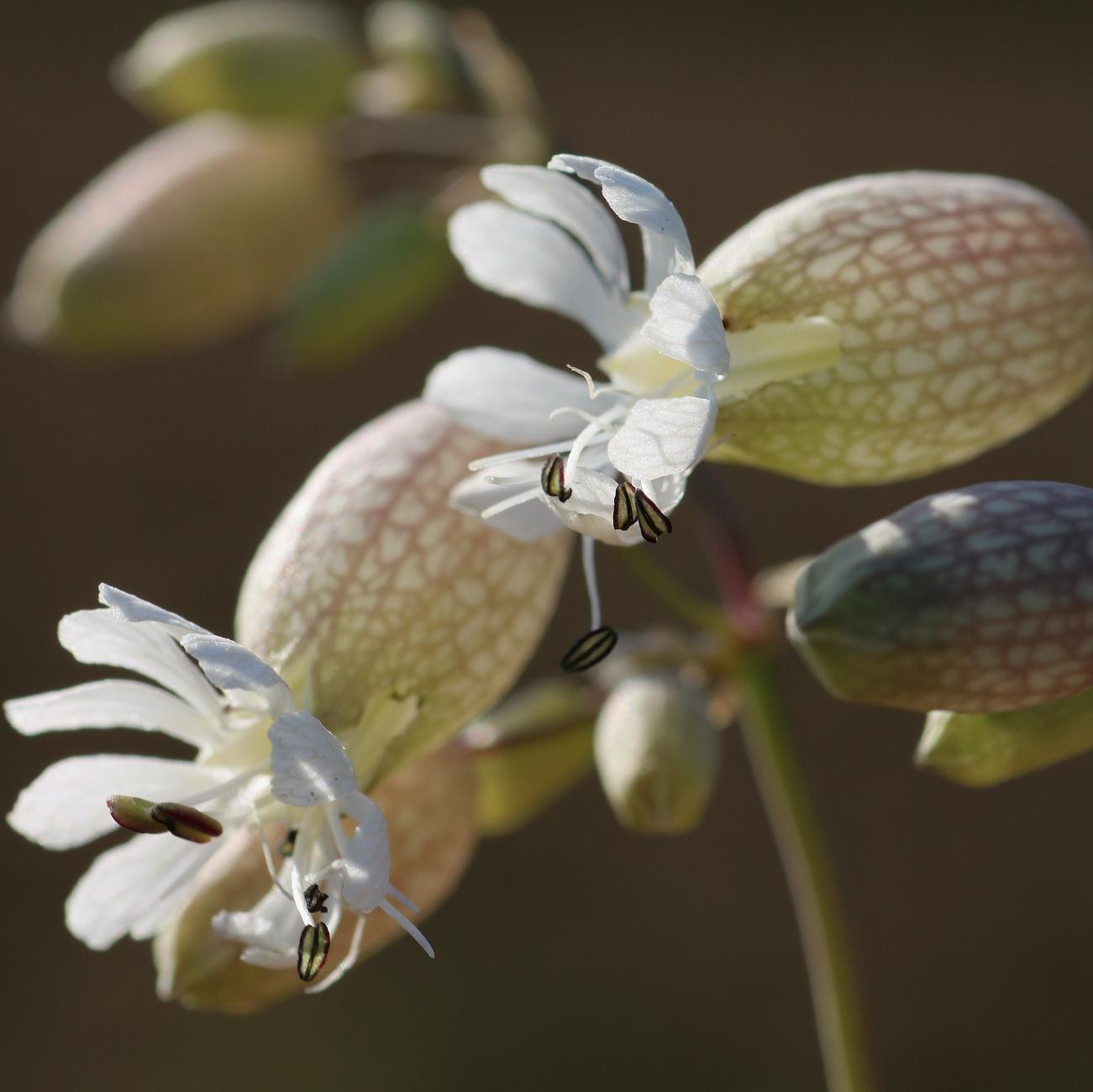 Macro photograph of two campion flowers, showing their swollen rear section, greenish and tinged with pink, and the white petals around the opening, from which black-edged stamens emerge. Other, still-closed buds are visible blurred in the background.

Photographie macro de deux fleurs de silènes, avec leur partie "enflée" à l'arrière, verdâtre et vainée de rose, et les pétales blancs autour de l'ouverture, par où sortent des étamines bordées de noir. D'autres boutons encore fermés sont visibles flous en arrière-plan.