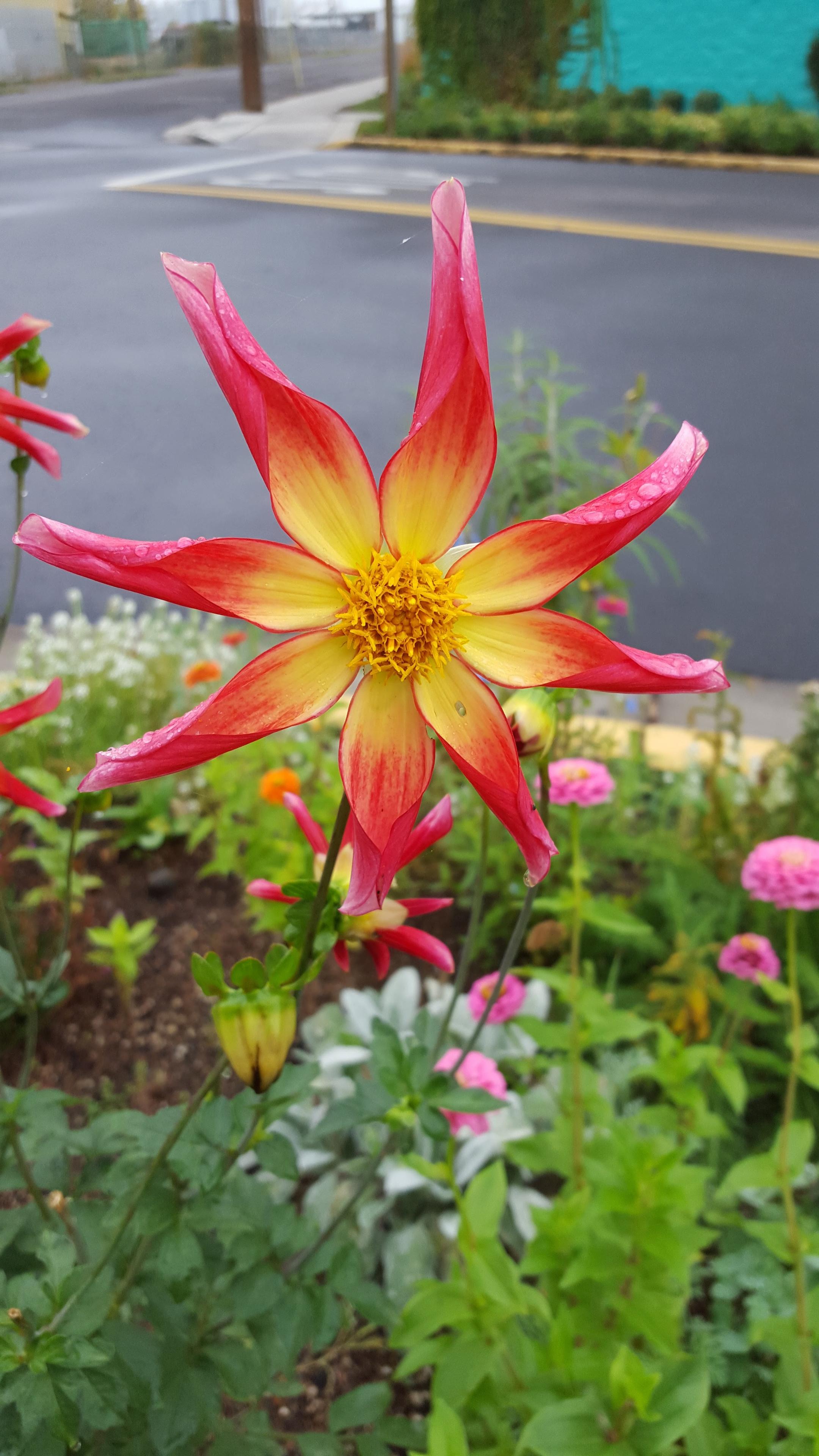 Daisy-like flower with eight long tapered petals transitioning abruptly from vibrant yellow center to deep red tips
