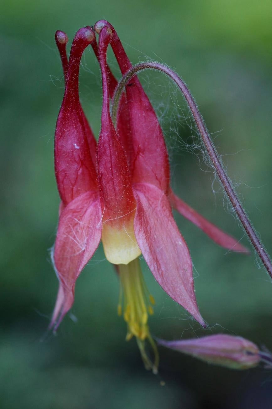 Macro photograph of a Canadian columbine flower, a drooping bell-shaped bloom, taken from the side, showing its red sepals and red petals ending in spurs at the top. Below the bell and in the center of the flower, the petals are yellow, and long yellow stamens protrude from them. Pollen from other plants nearby clings to the flower like strands of wool. The background is green.

Photographie macro d'une fleur d'ancolie du Canada en forme de clochette penchée, prise de côté et montrant ses sépales rouges et pétales rouges se terminant en éperons tout en haut. En bas de la clochette et au centre de la fleur, les pétales sont jaunes et de longues étamines jaunes en sortent. Du pollen provenant d'autres plantes autour s'accrochent à la fleur, comme des fils de laine. L'arrière-plan est vert.