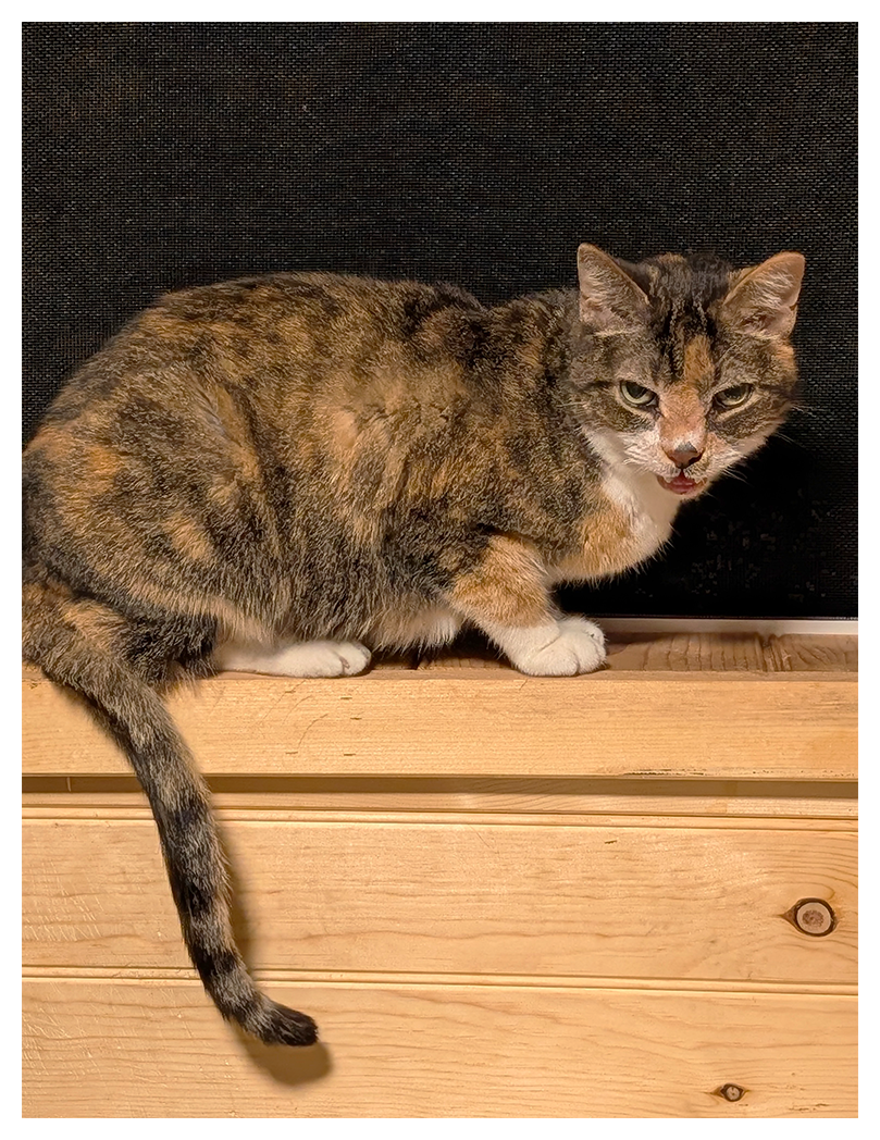night. calico cat with white markings and green eyes is resting on a wooden windowsill, tail hanging below. she is making eye contact with mouth open in a "meow." the background is a window screen and black night.