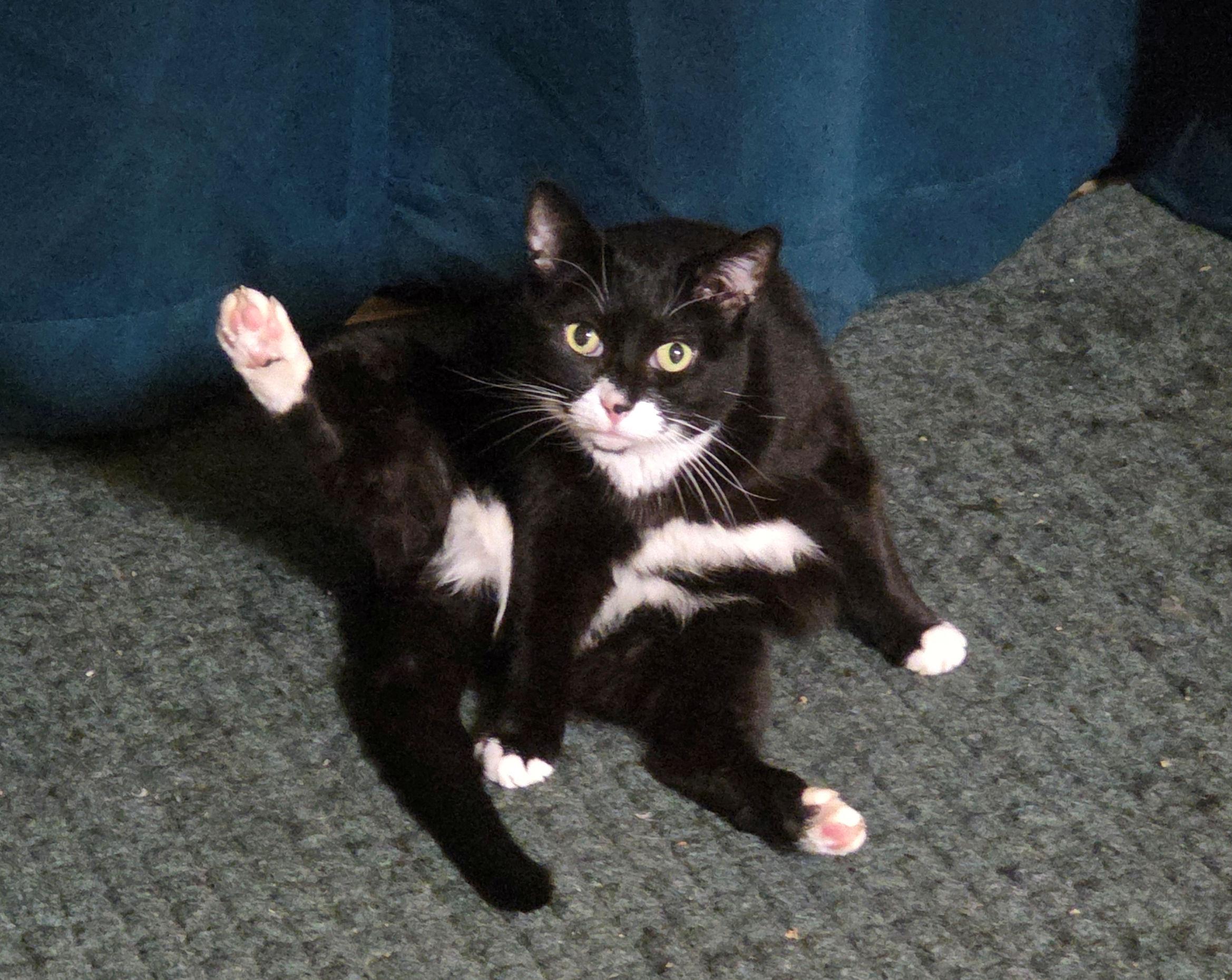 Tuxita is a black and white tuxedo cat with green eyes (though they look more yellow here), white whiskers, and pink toe beans. She is caught in the traditional butt-licking position, but is looking up at the camera, her right hind foot still in the air, front feet holding her up. She’s on a green doormat with a blue curtain behind her.