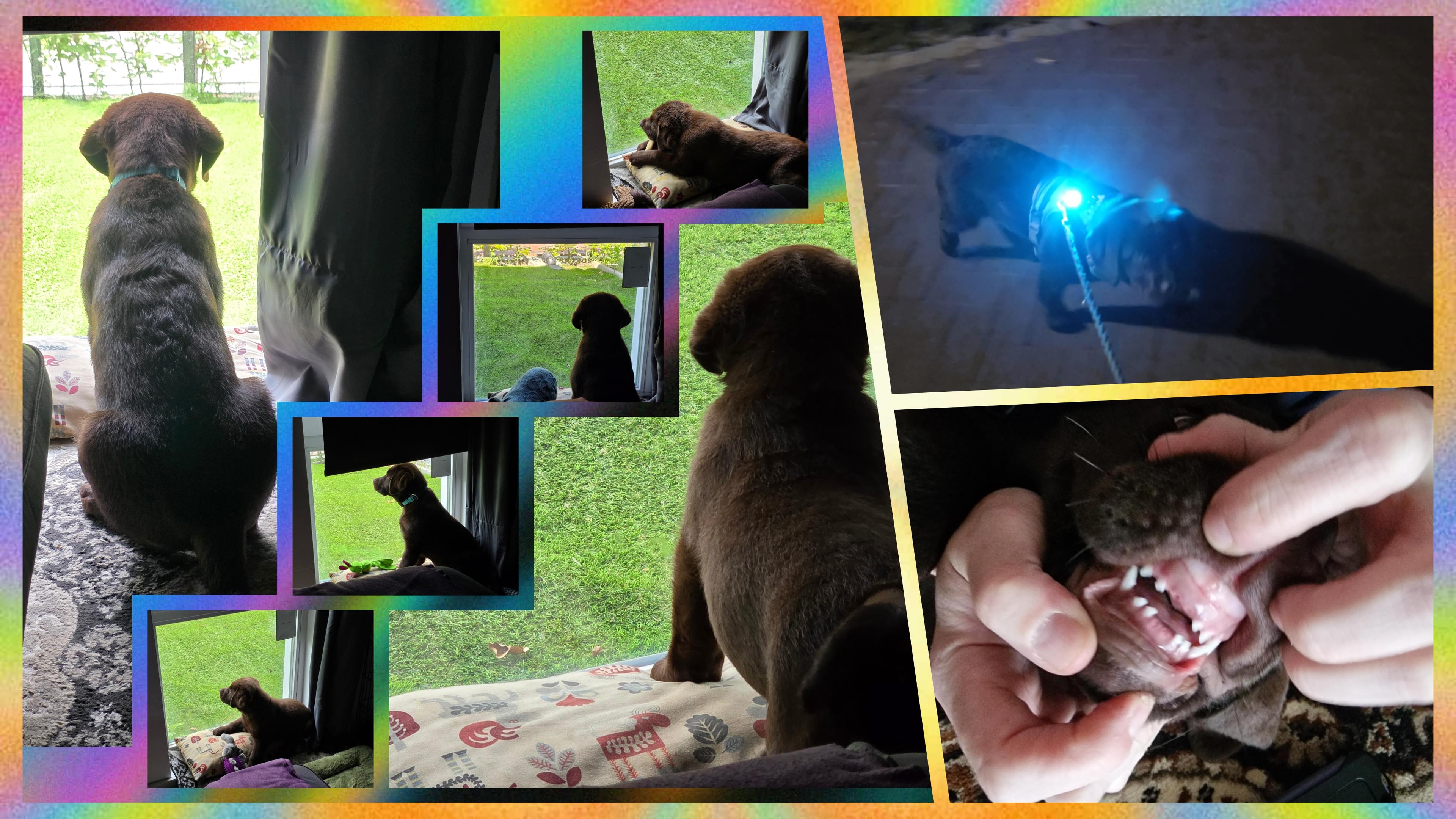 A colorful rainbow-bordered photo compilation in image.png captures chocolate Labrador puppy Koa's growth and recent milestones over 8 weeks.
The left side features a grid of photos tracking his physical growth, mostly from behind as he gazes through a glass door or window into the green garden. Starting as a tiny pup lying on a patterned cushion, he visibly sizes up across the frames, culminating in two large vertical shots showing a much taller, broader young dog with rich, wavy brown fur standing and sitting confidently.
The upper right photo shows Koa outside on a night walk, his harness brightly illuminated by a vibrant blue Orbiloc safety light. The lower right close-up shows a playful look at his mouth gently held open, proudly displaying his pink gums where his first four tiny front puppy teeth are missing, making room for his big boy teeth.