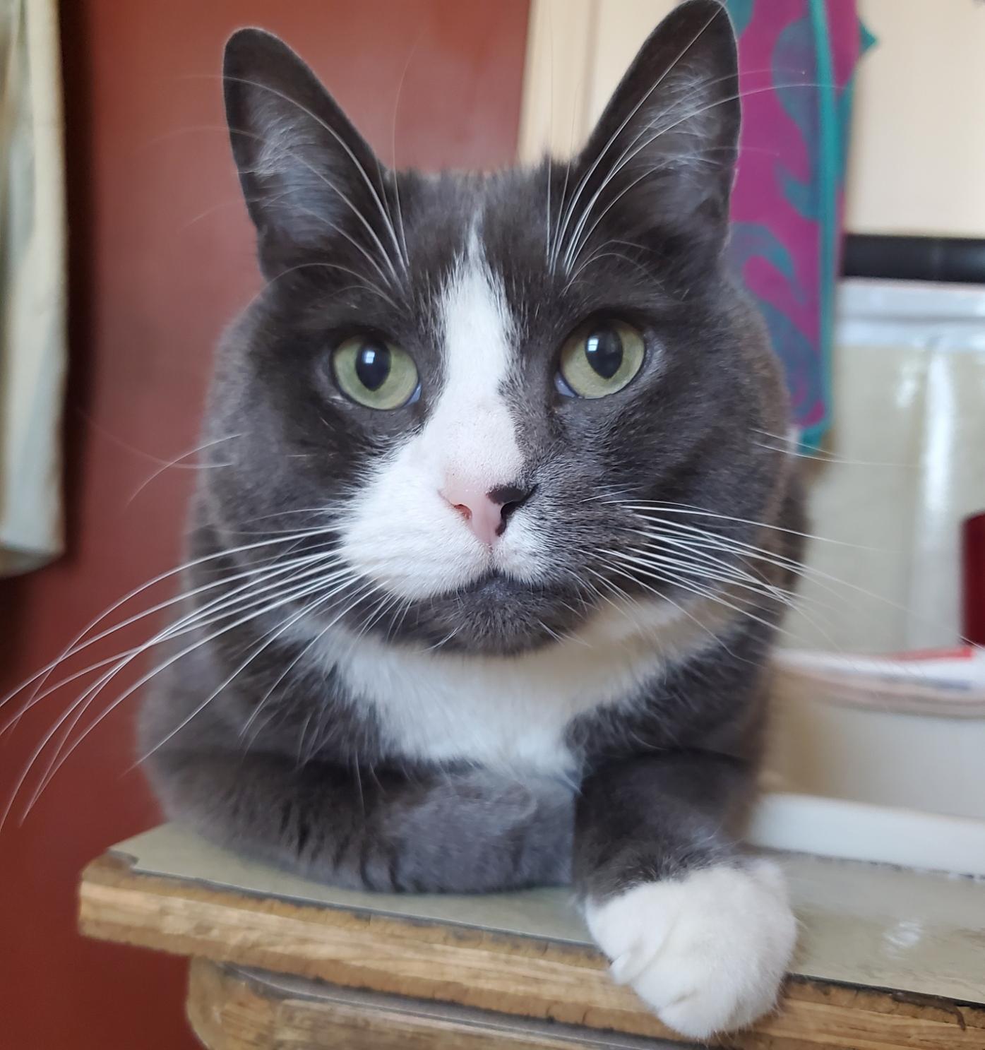 A close-up headshot of a grey and white tuxedo cat with large green eyes, a pink nose with black mark, long white whiskers, with white footed paws. He is staring at the camera. He is sitting on our bathroom sink countertop.
