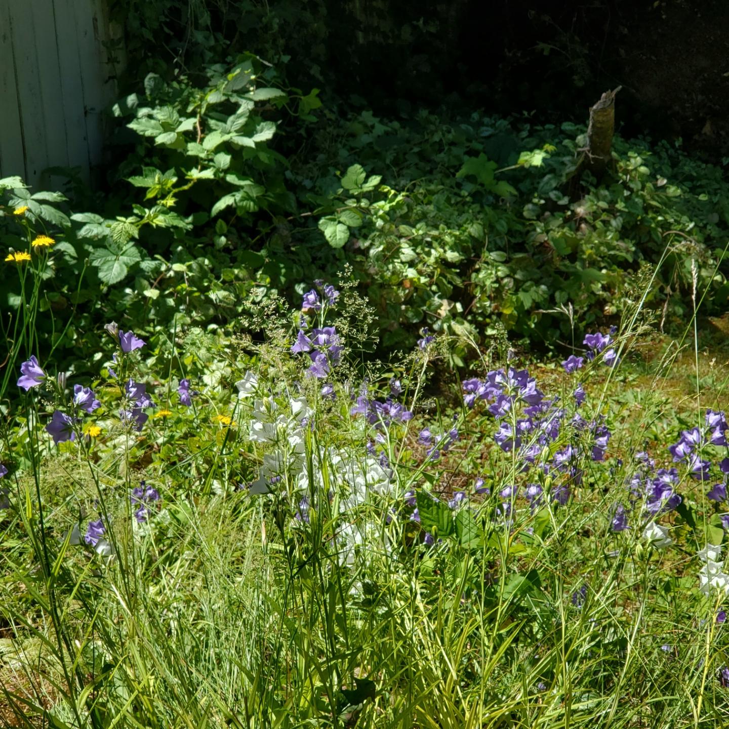 A cluster of bell-shaped purple & white campanula flowers grows in a sun-dappled garden amongst tall green grasses and other foliage.