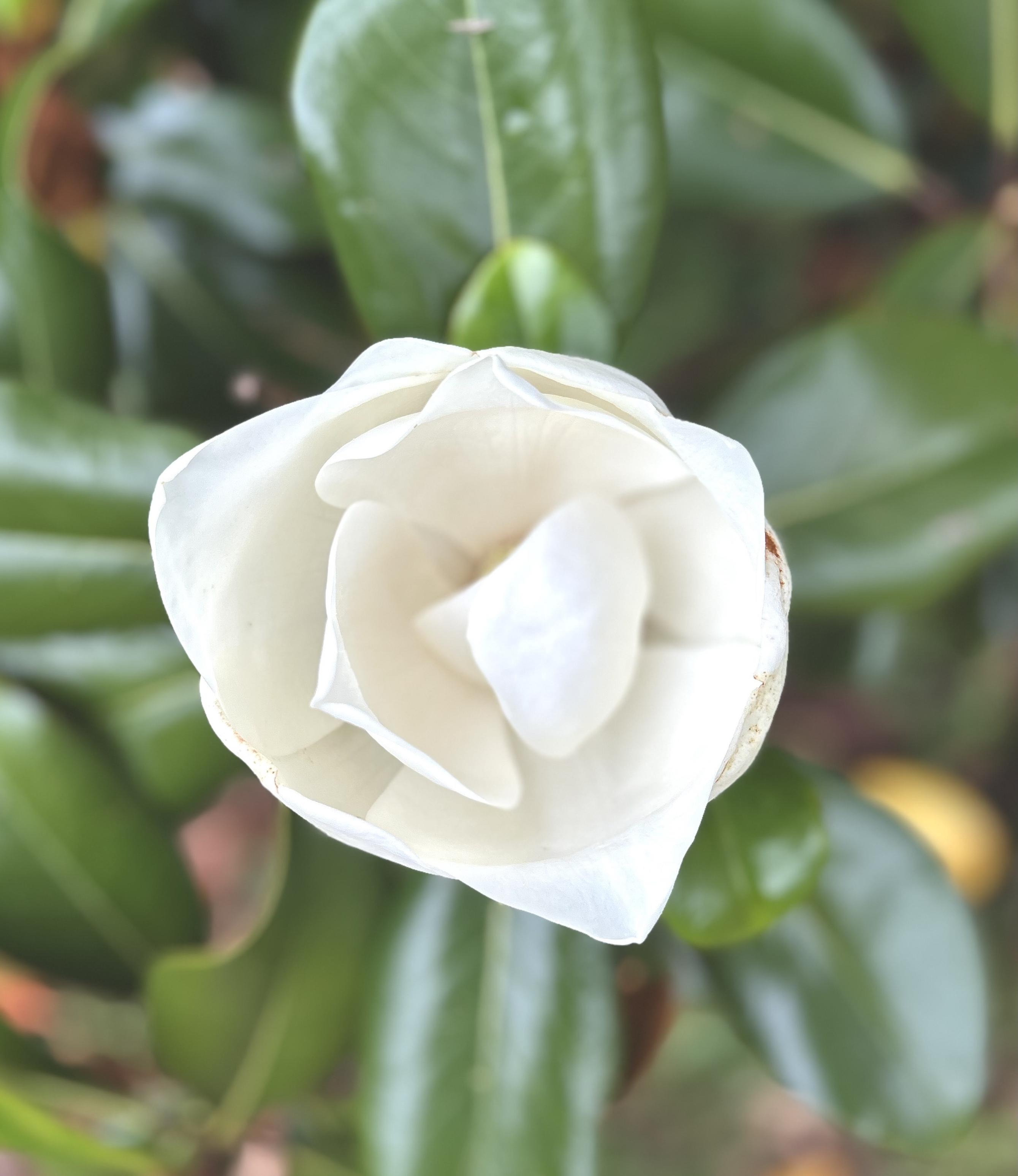 Close up of a magnolia flower