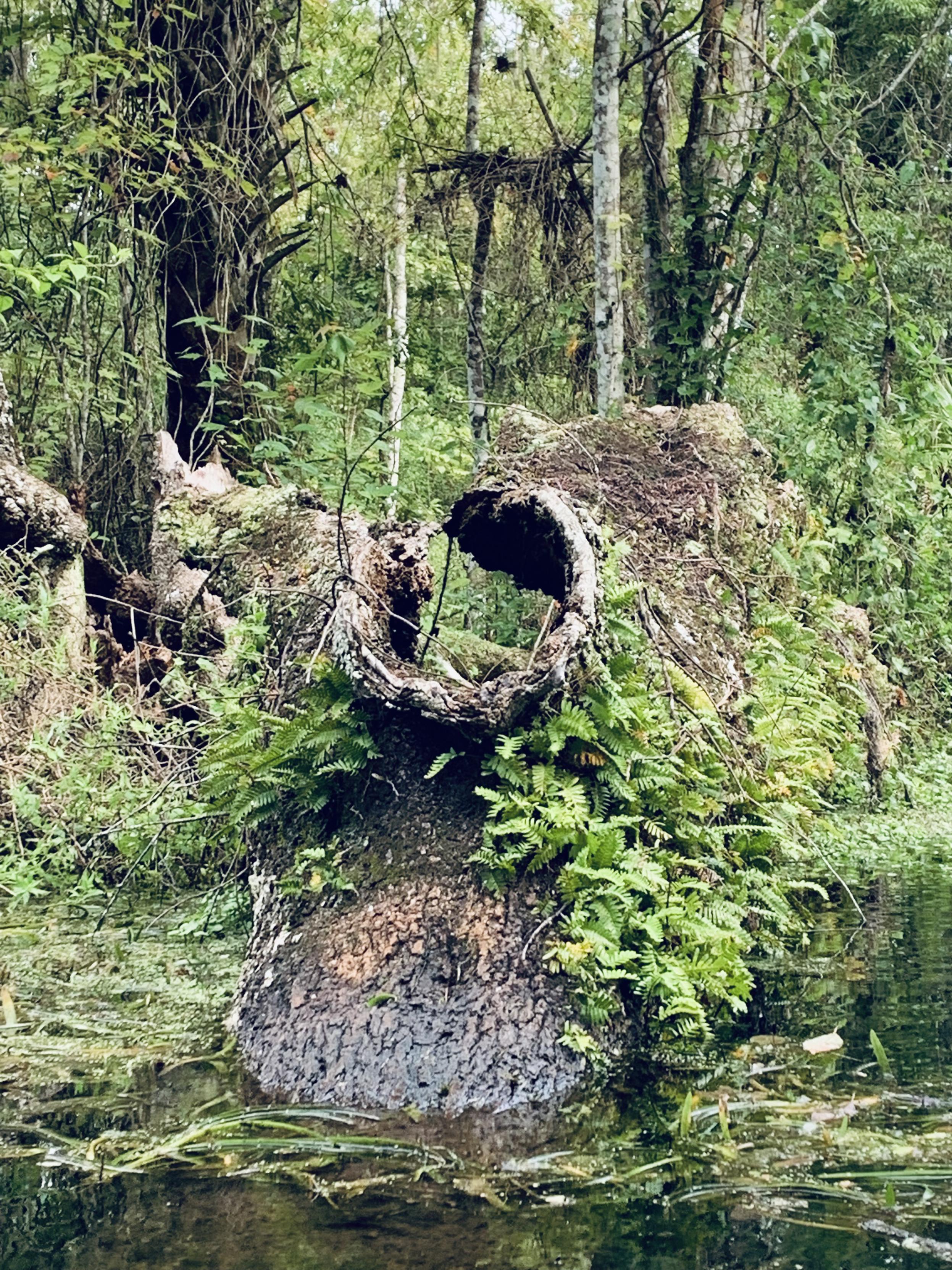 tree trunk mostly submerged in water, ferns growing on it — where a large branch once emerged, a wooden ring remains