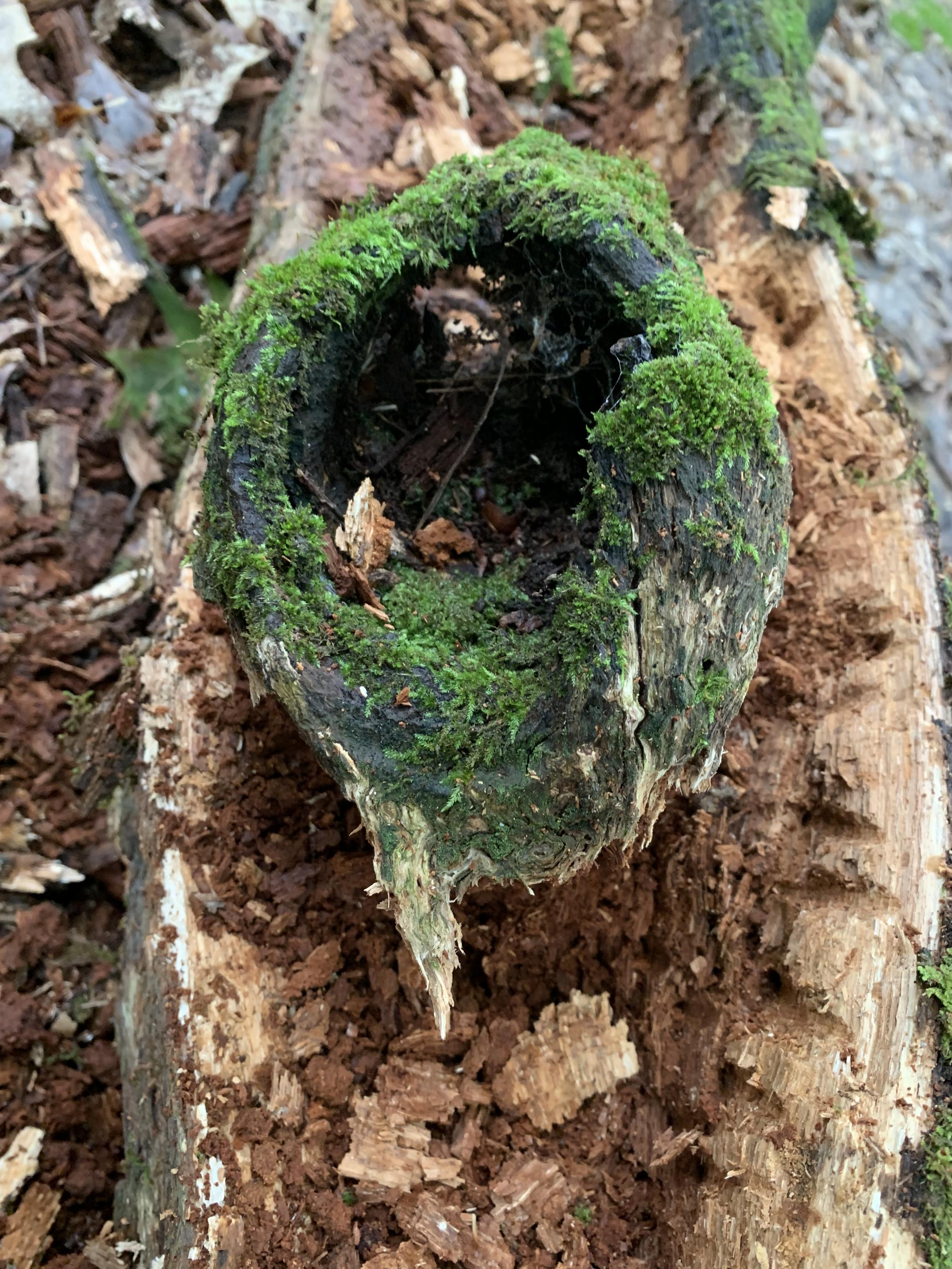 tree in advanced stage of decomposition — a mossy bole atop a rotting trunk