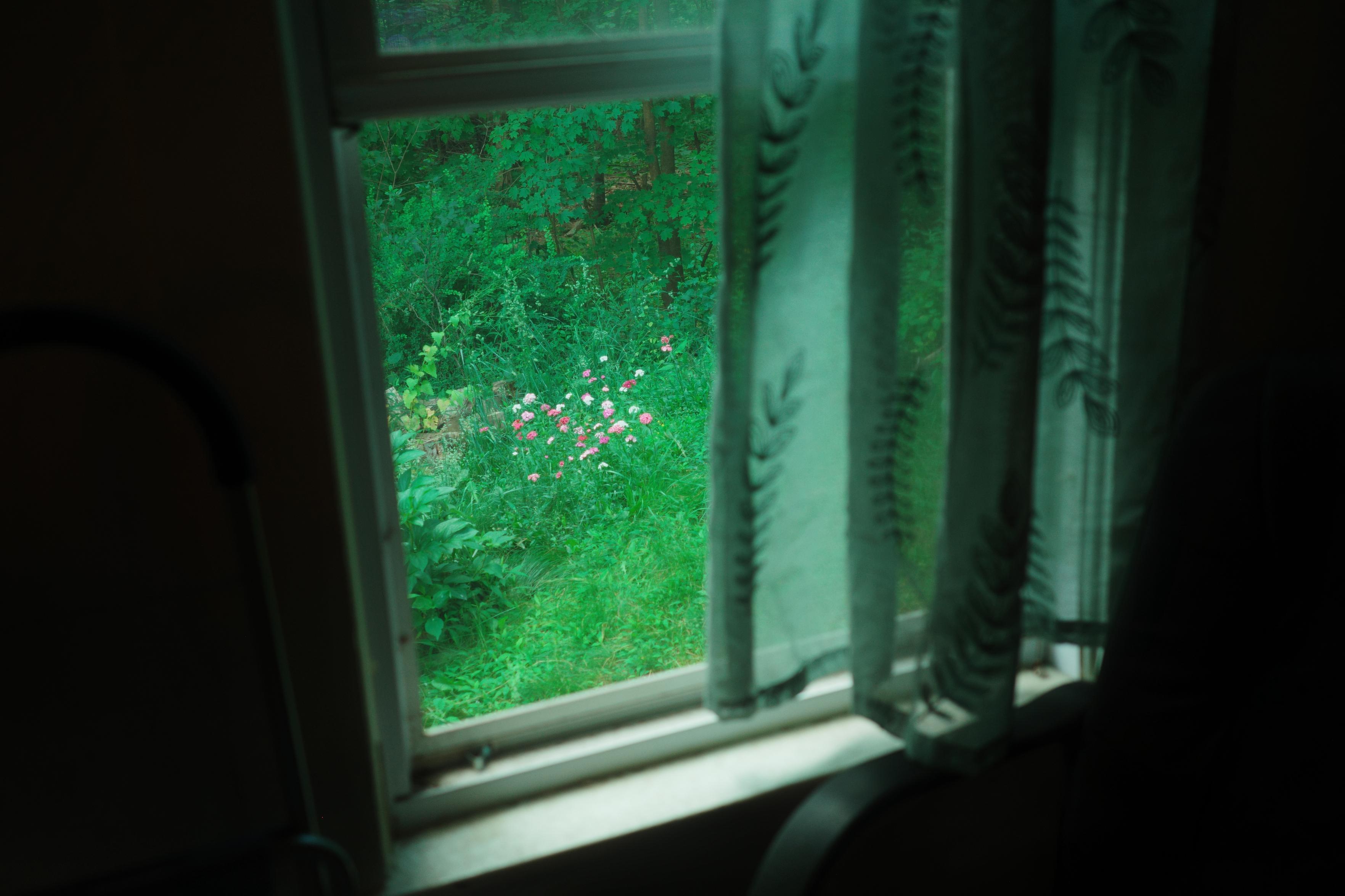 This is a photograph of an open window viewed from a darkened interior, with sheer embroidered curtains hanging across the right side of the frame. Through the window, dense green foliage and tree trunks fill the background, while a cluster of pink and white flowers blooms low in the grass just beyond the sill. The window frame and sill catch a sliver of light against the otherwise shadowed room

Photo by @dxrt@spore.social
Described by Claude