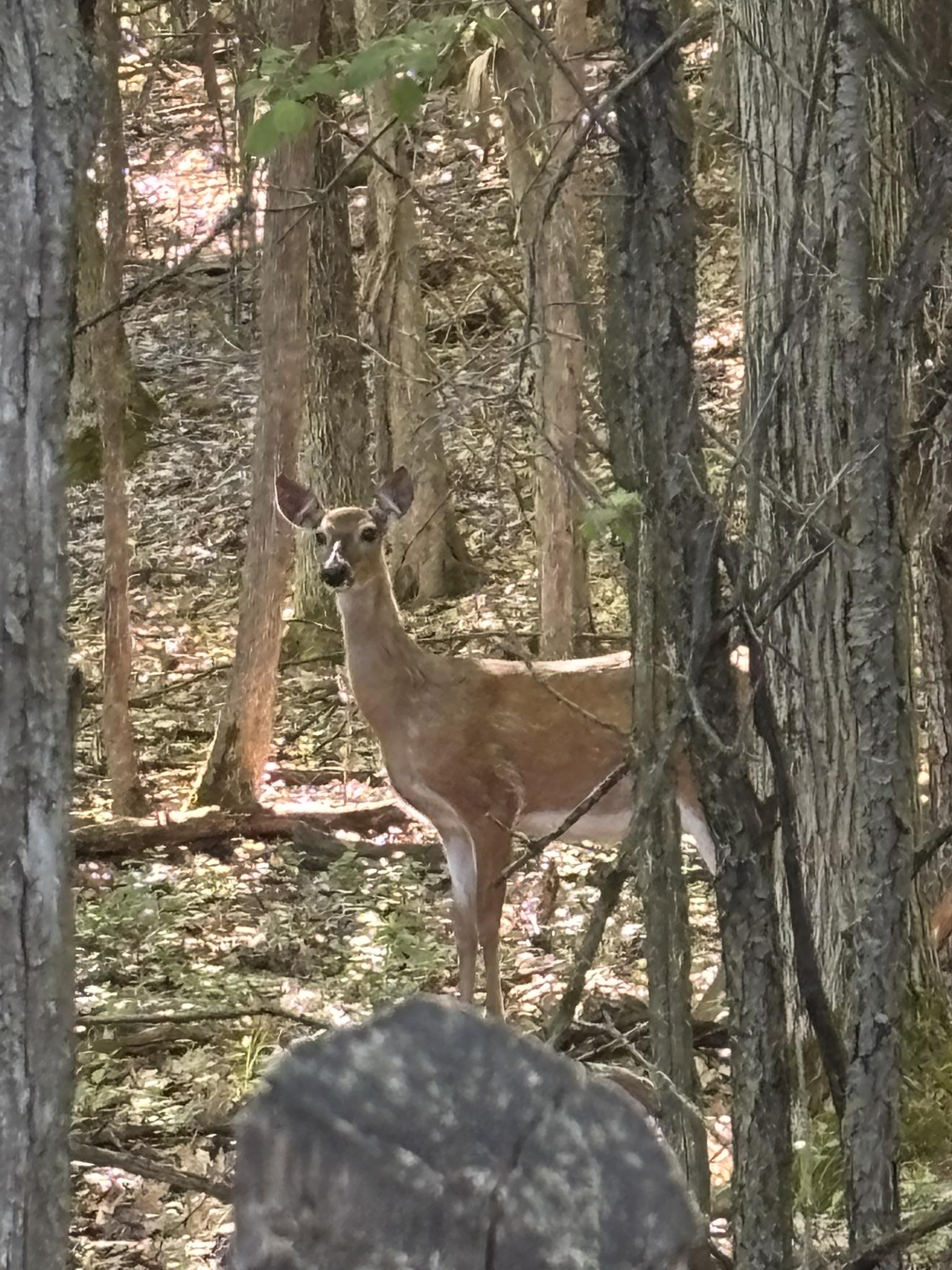 A white tailed deer standing among the trees looking towards the camera.