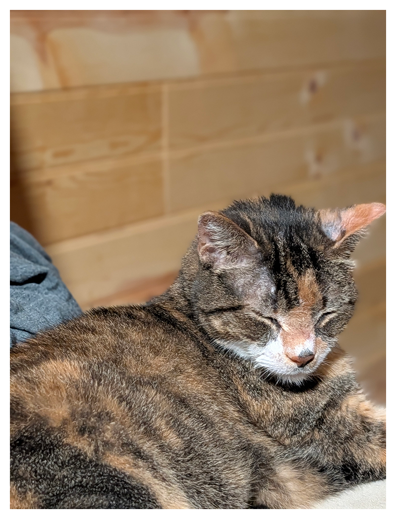 a calico cat with white markings like on a chair, eyes close. the background is wood-paneled wall.