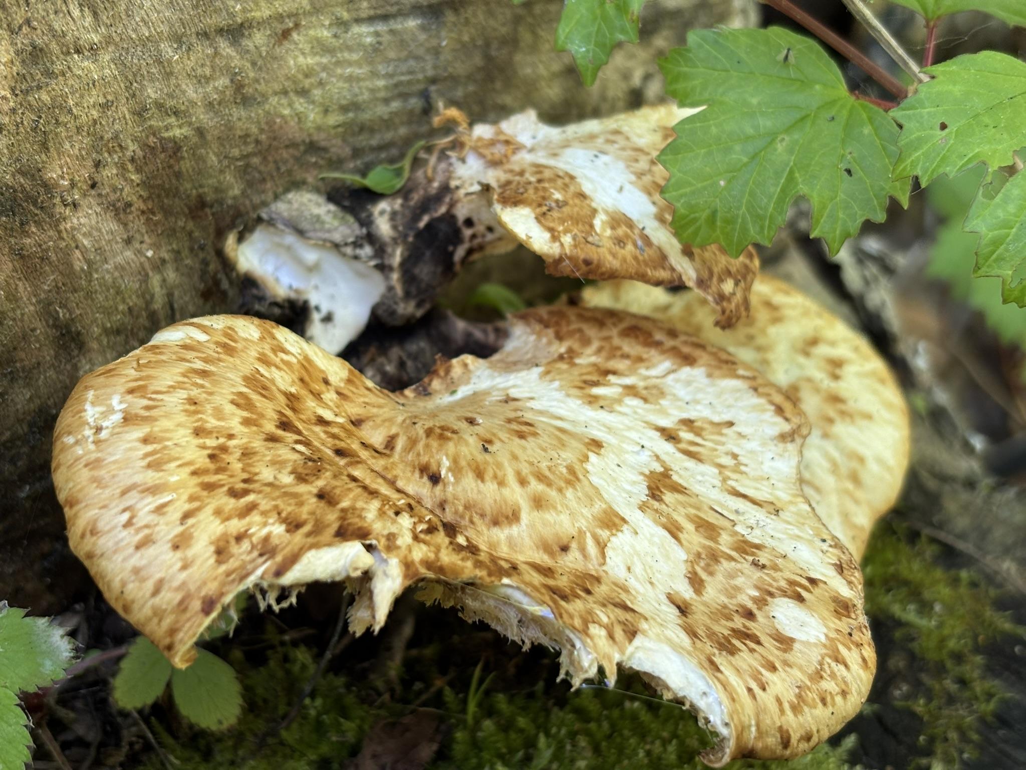 A dryads saddle: a saddle-shaped mushroom, tan with brown radially-arranged scales and a bit of tattering on the edges.